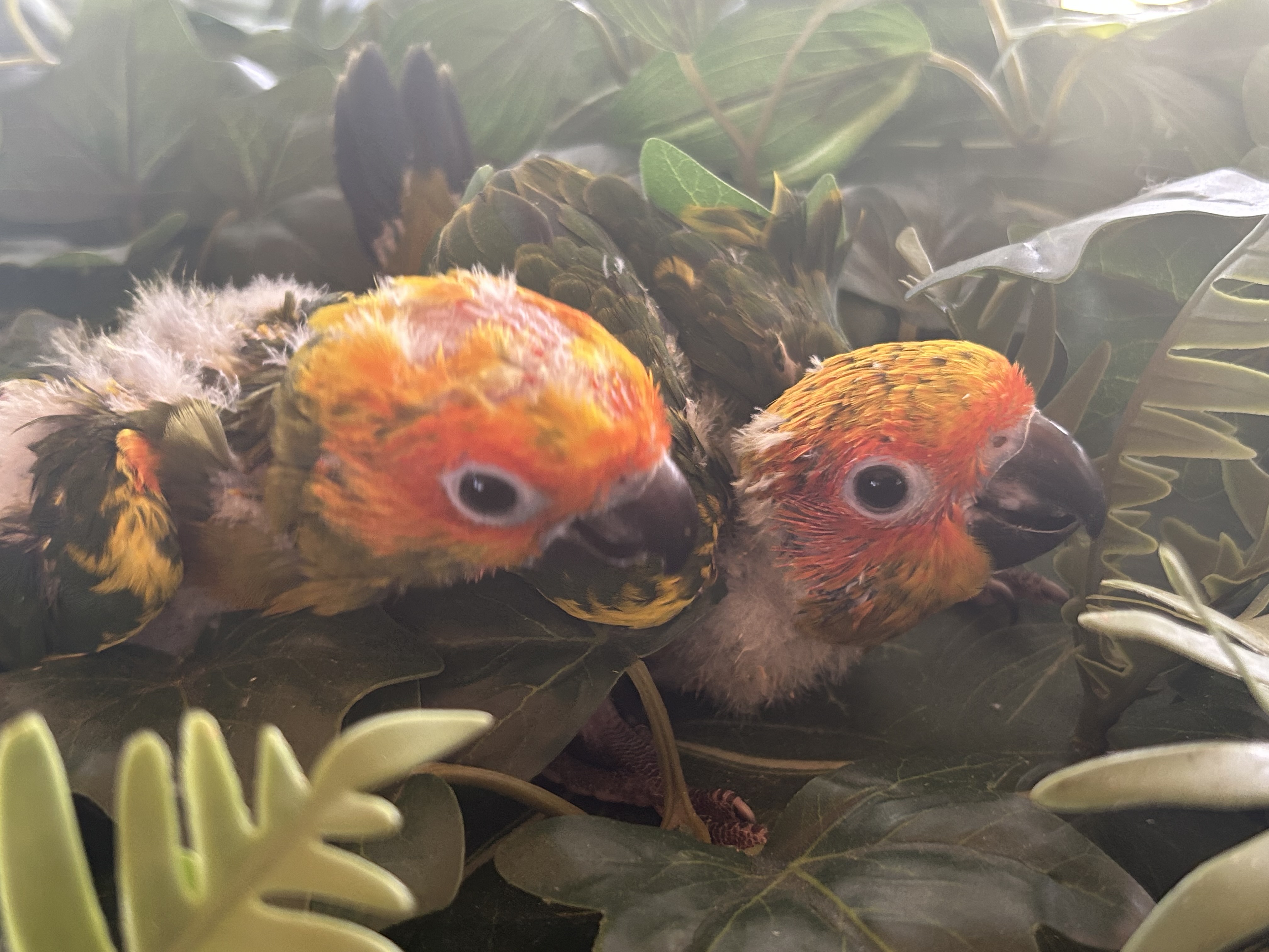 Baby Sun Conures