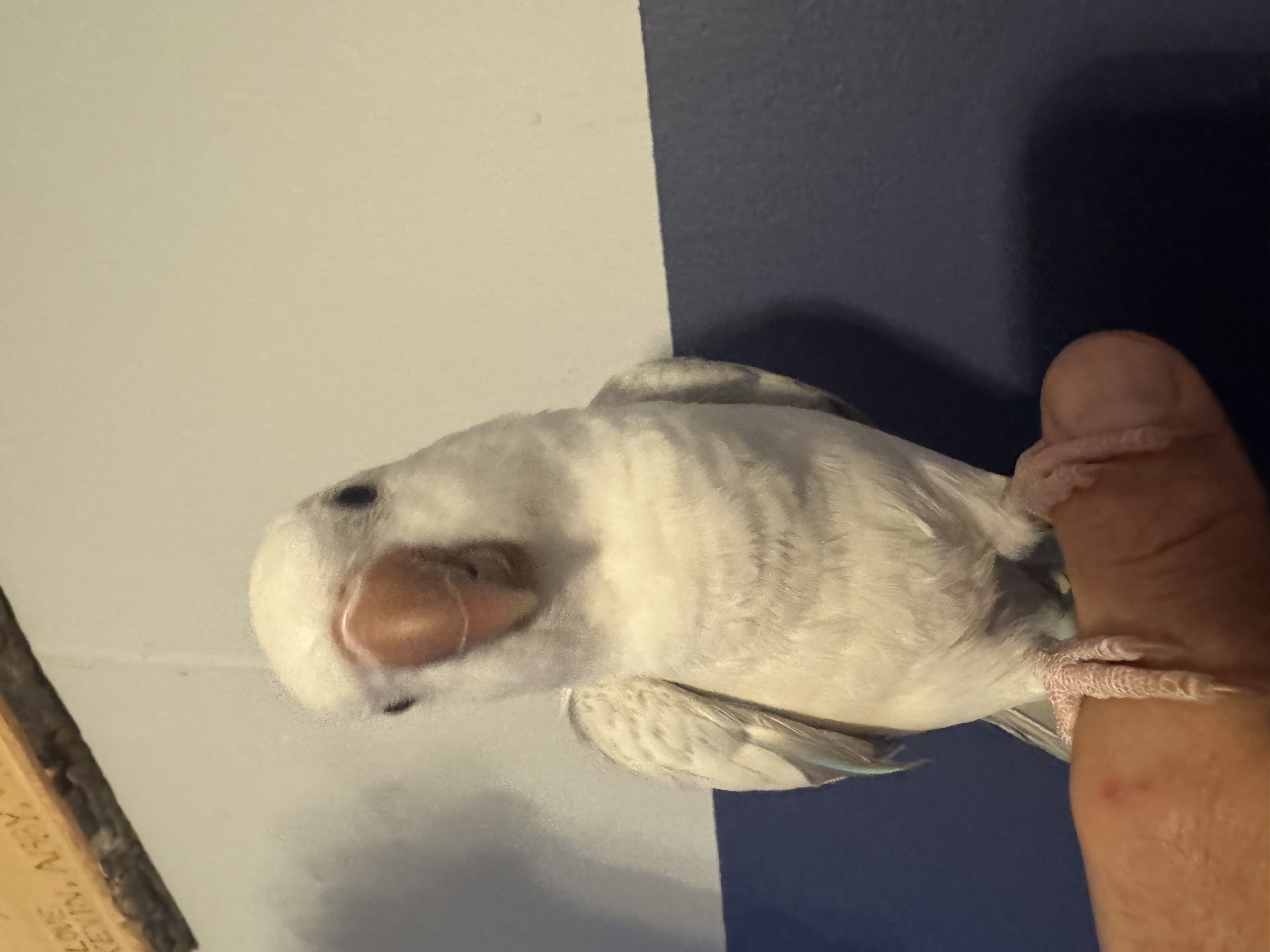 Crossover Blue Quaker