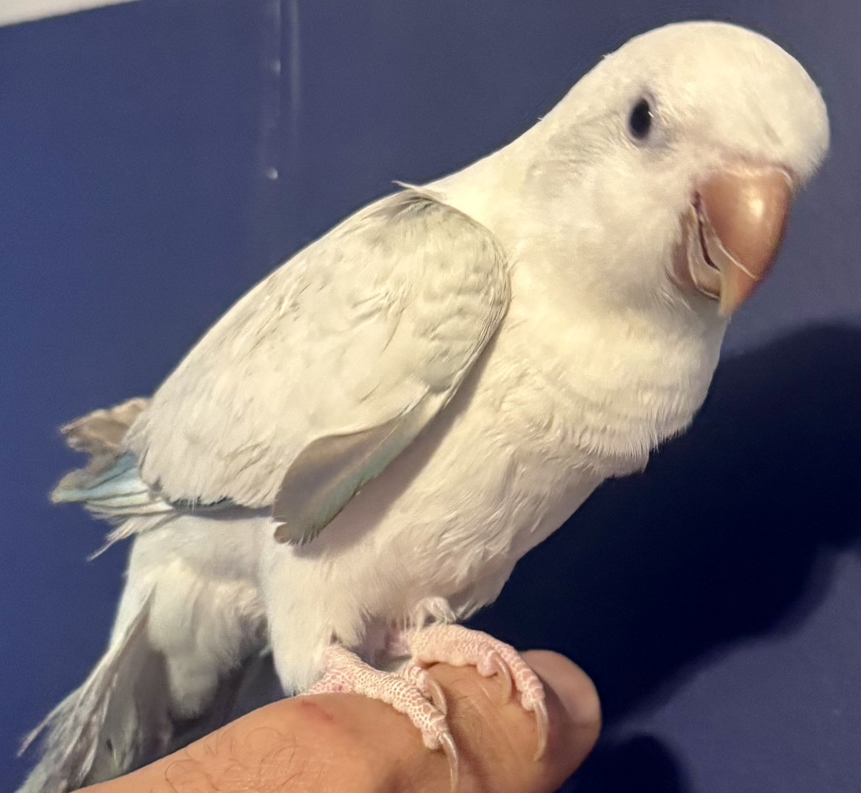 Crossover Blue Quaker