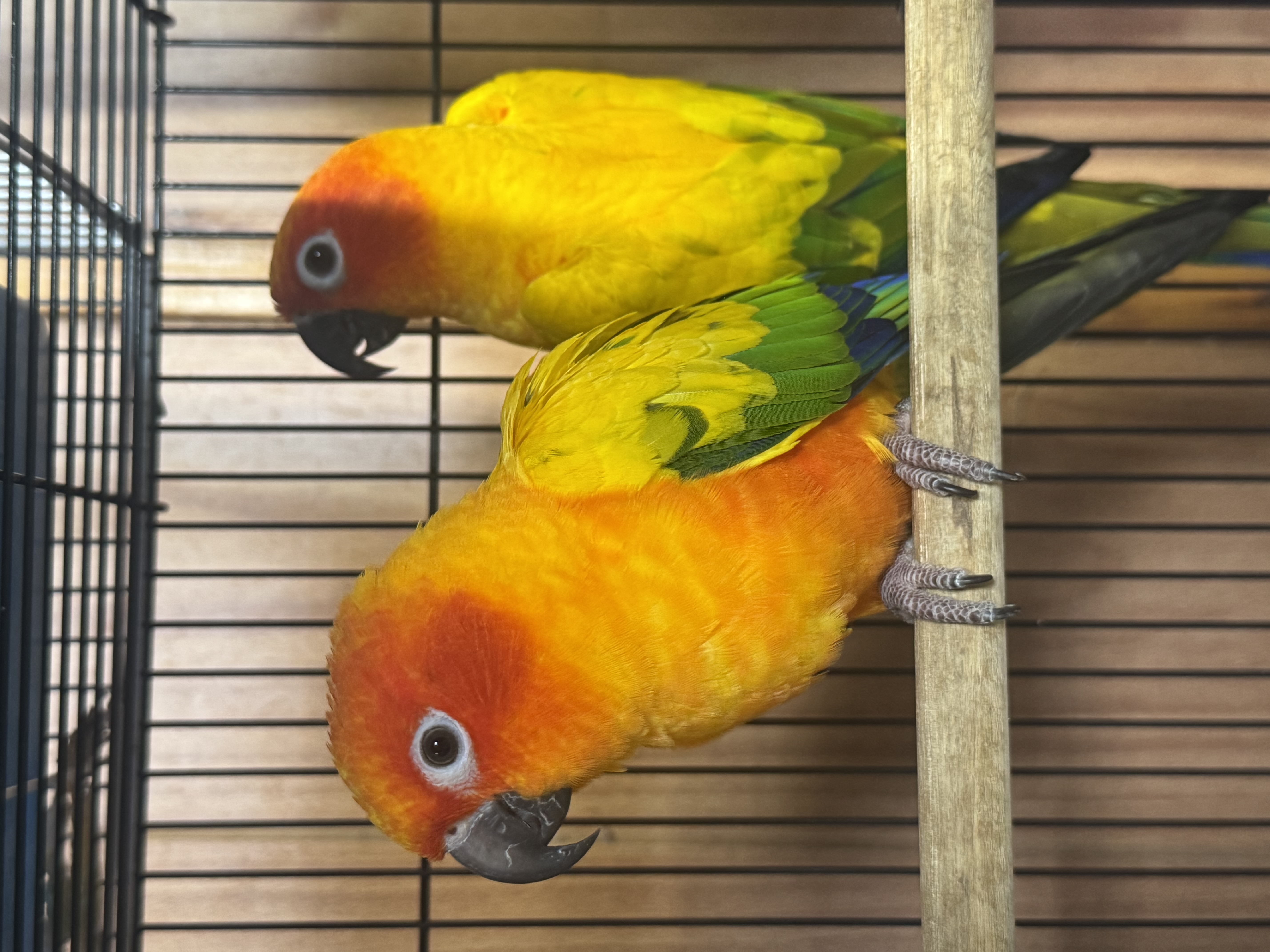 Sun Conures
