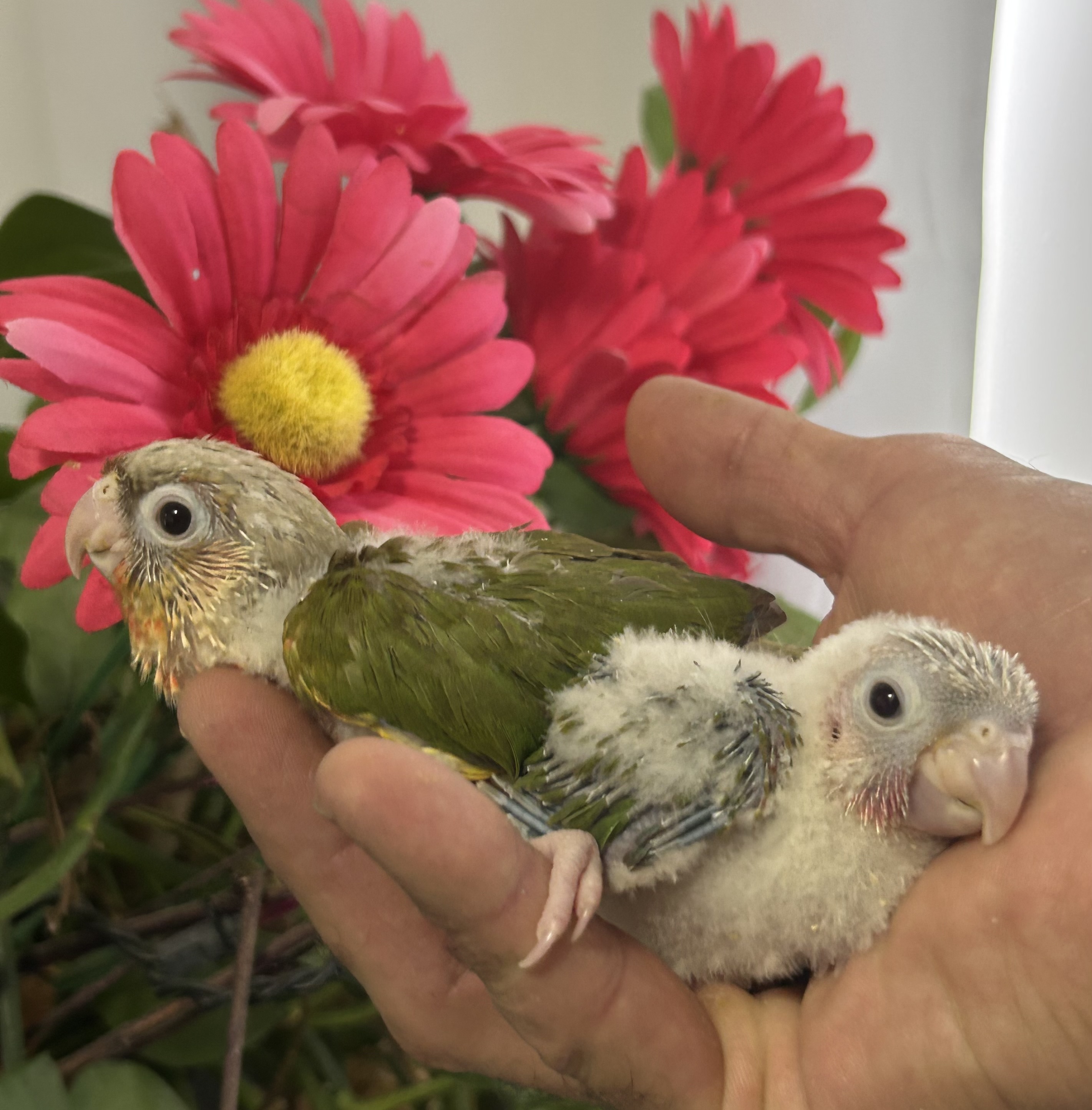 Baby Pineapple Greencheek Conures