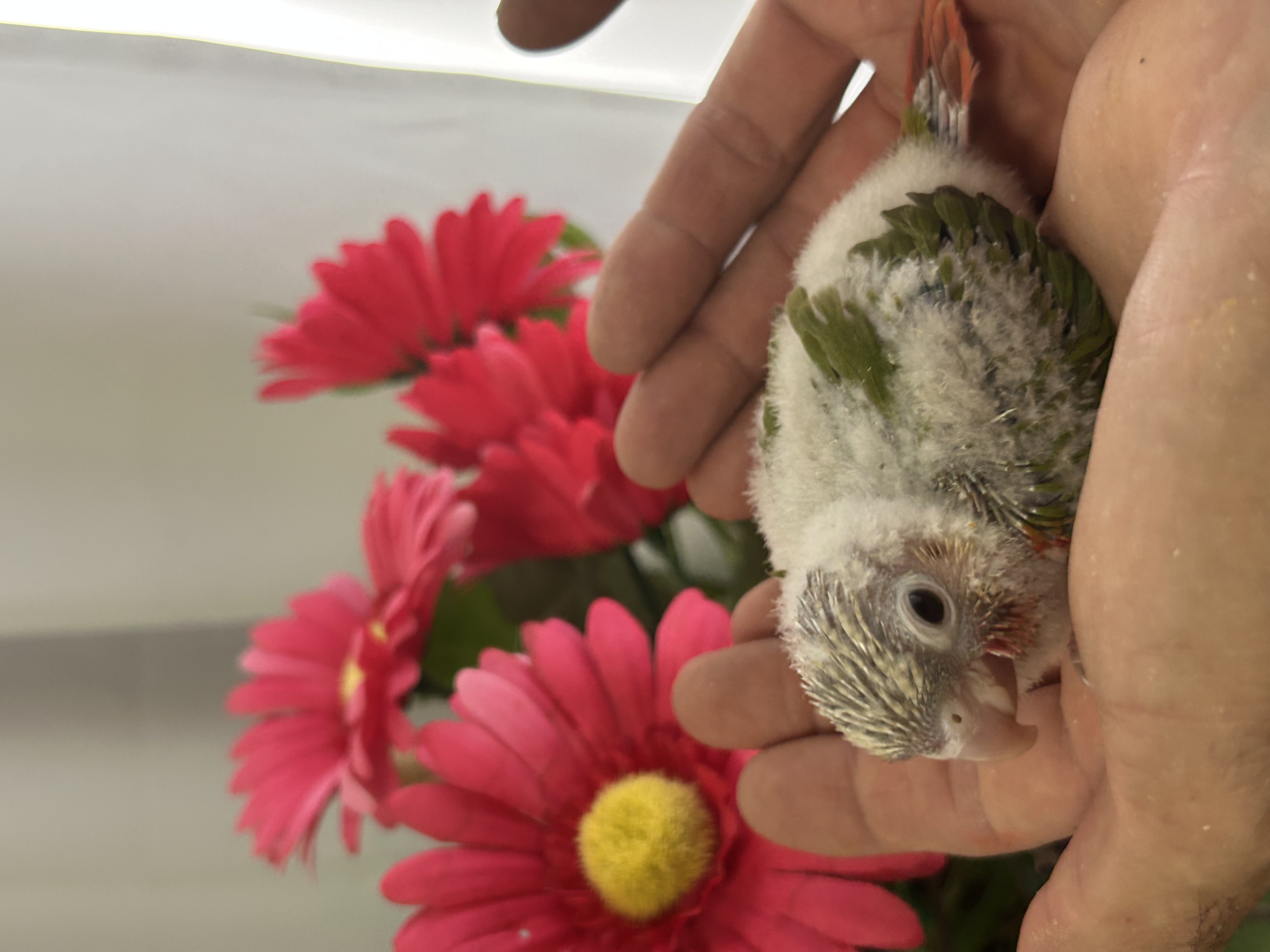 Baby Pineapple Greencheek Conures