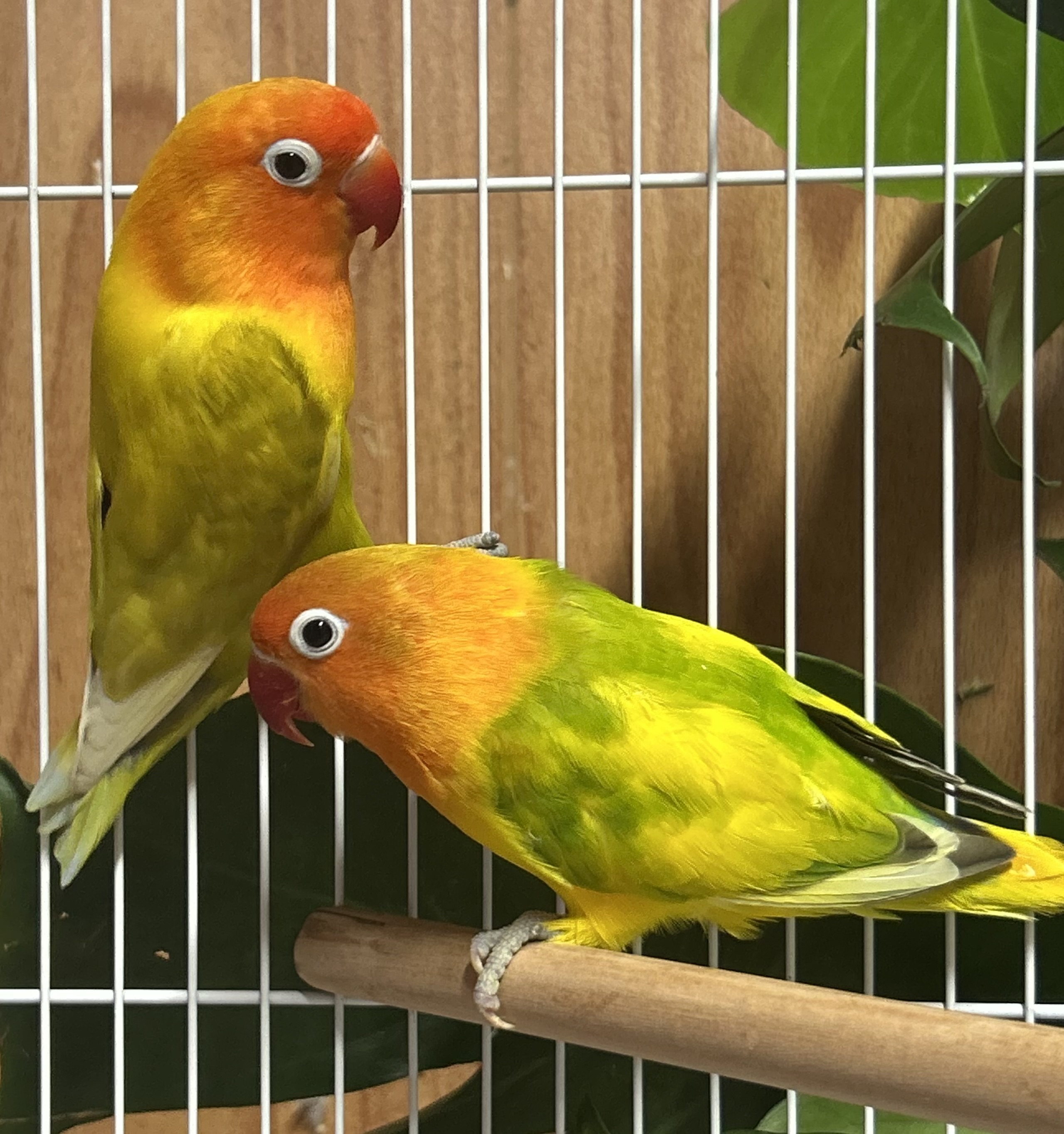 Fischers Lovebirds