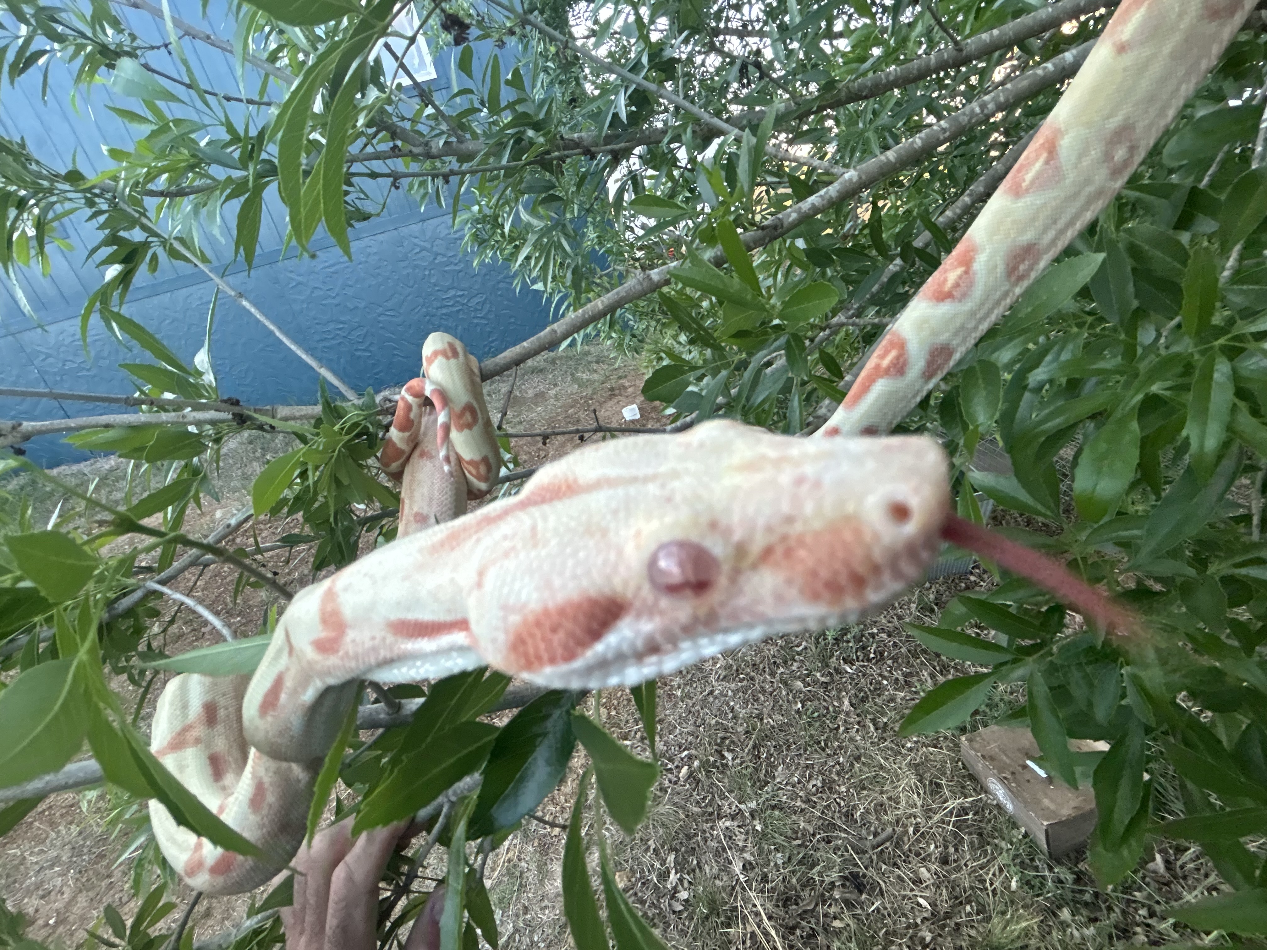 Albino & SunGlo Boas