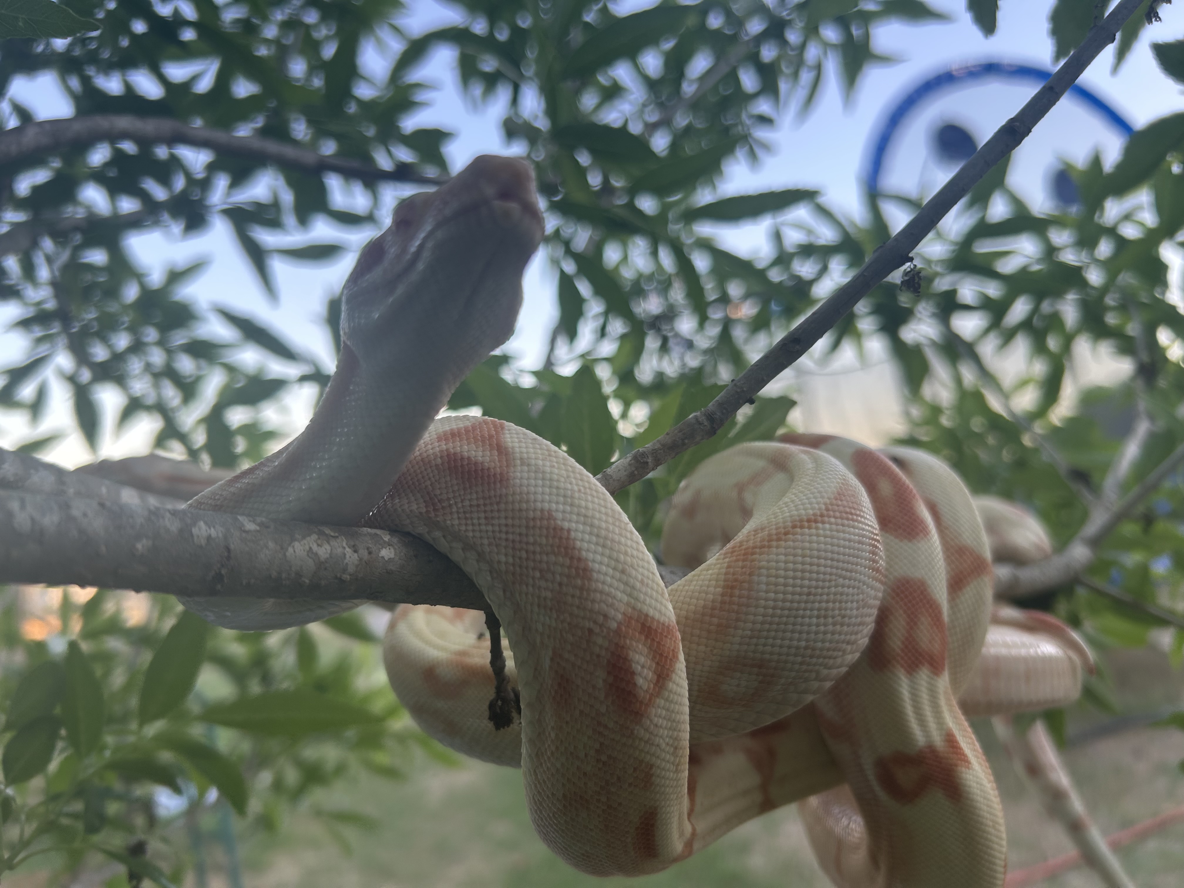 Albino & SunGlo Boas
