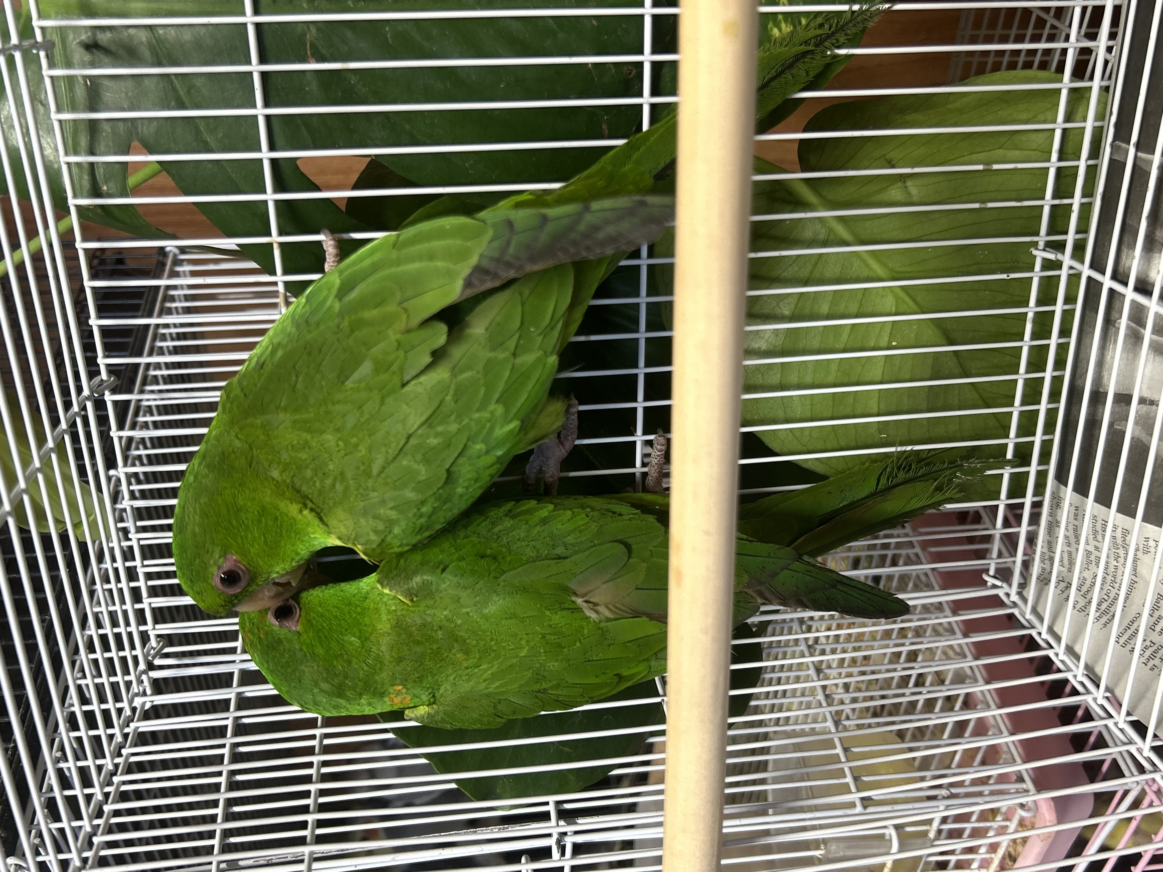 Mexican Conures