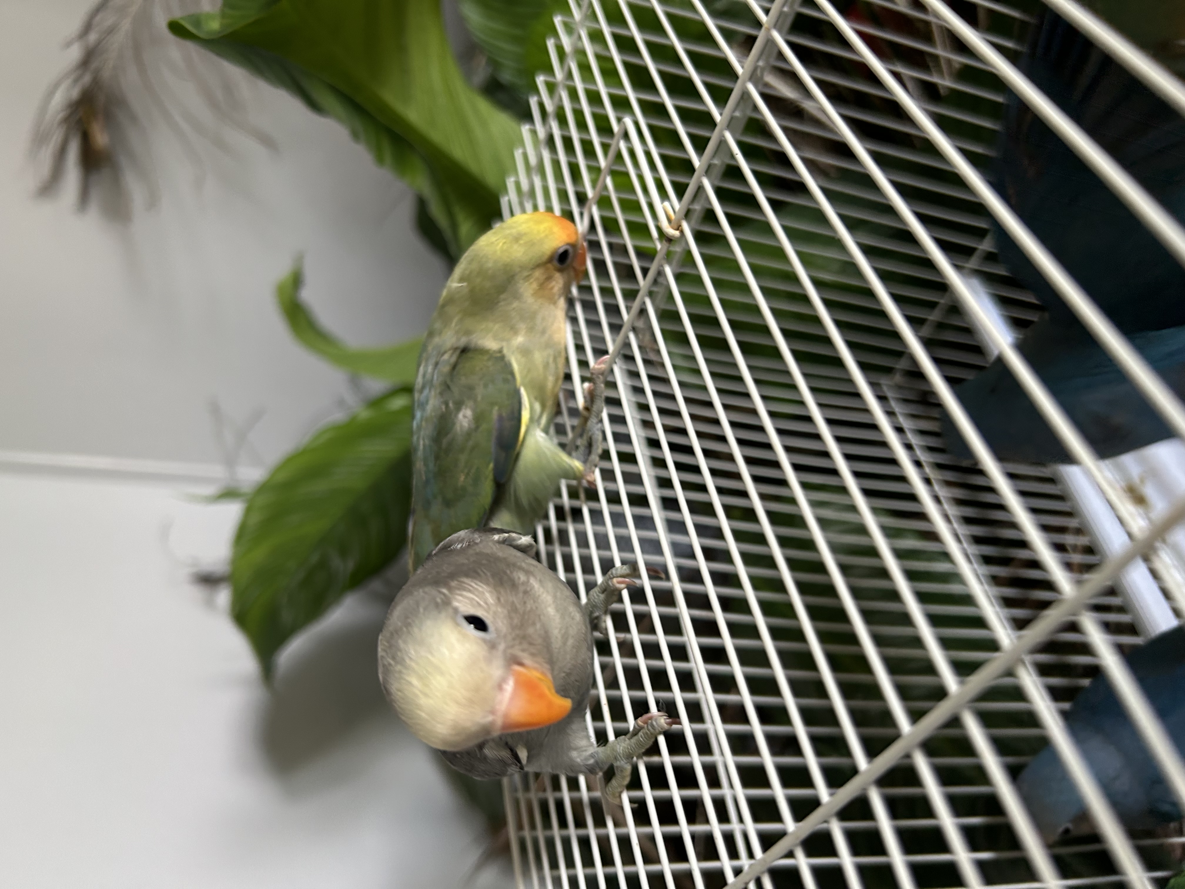 Hand Tame Baby Lovebirds 