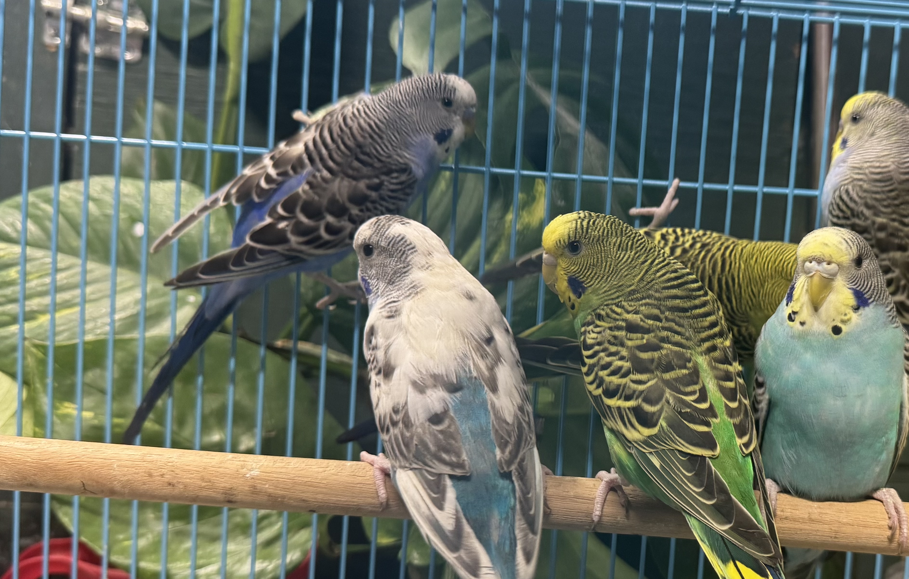 Parakeets