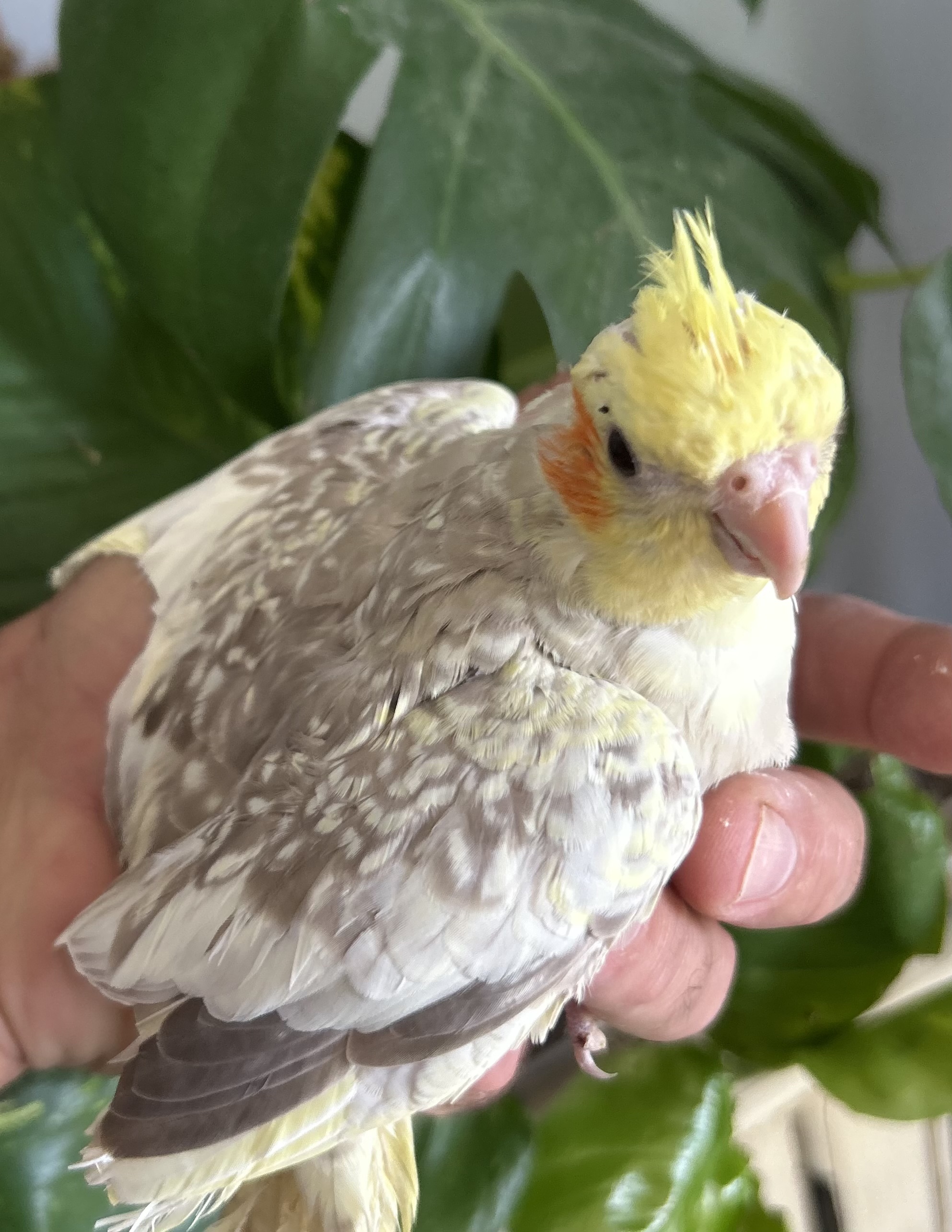 Baby Cockatiels