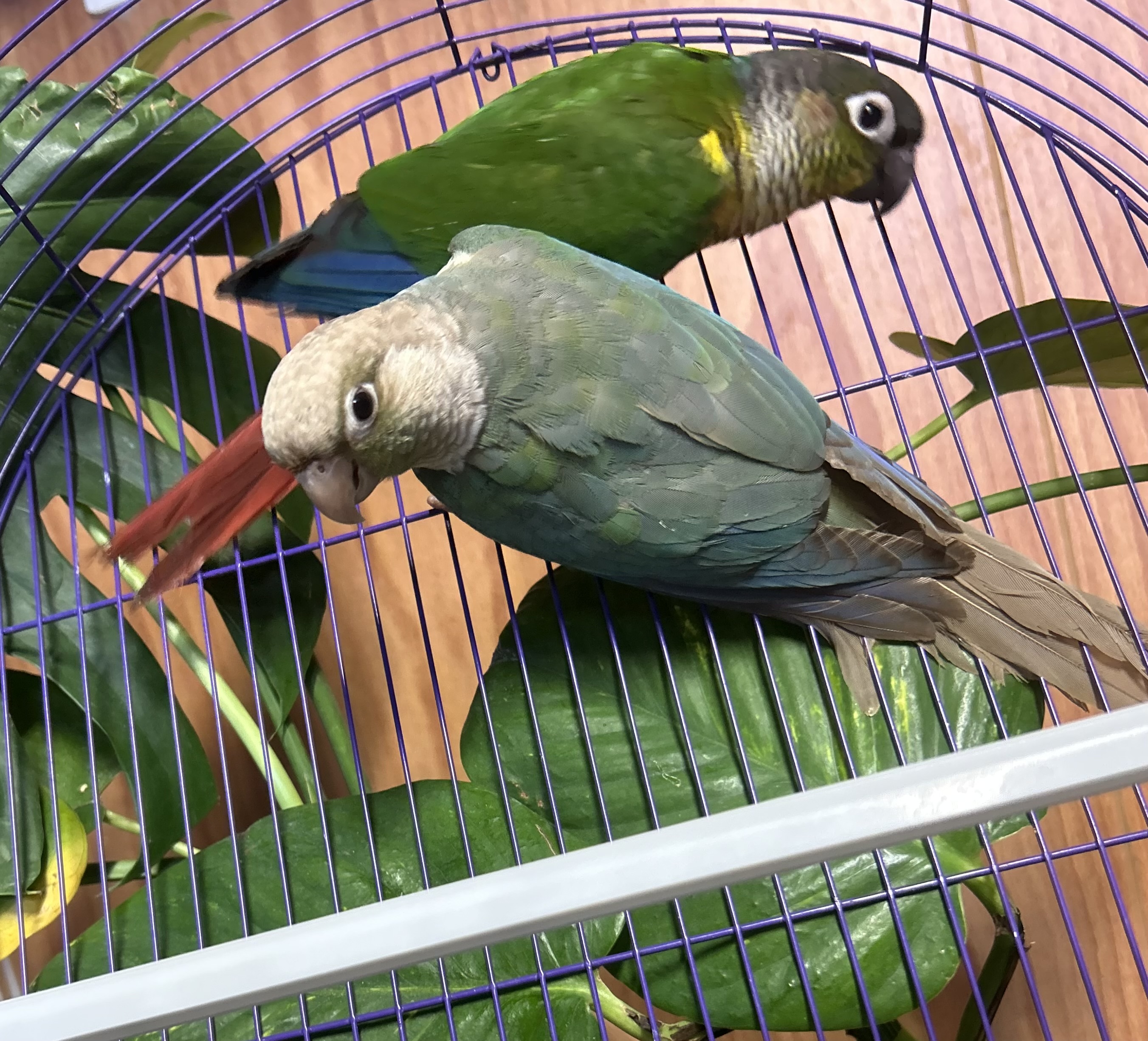 Green Cheek Conures
