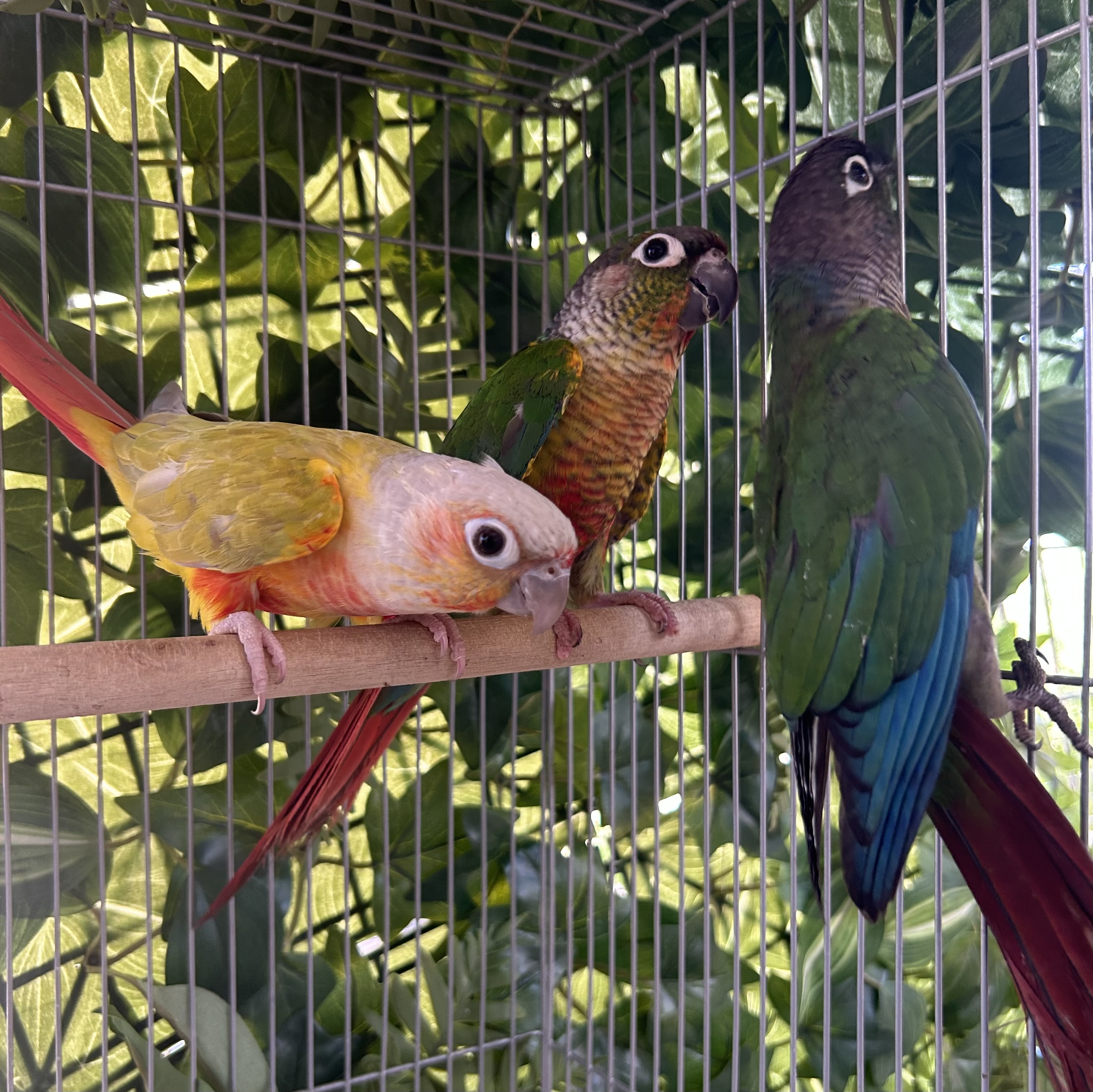 Greencheek Conures