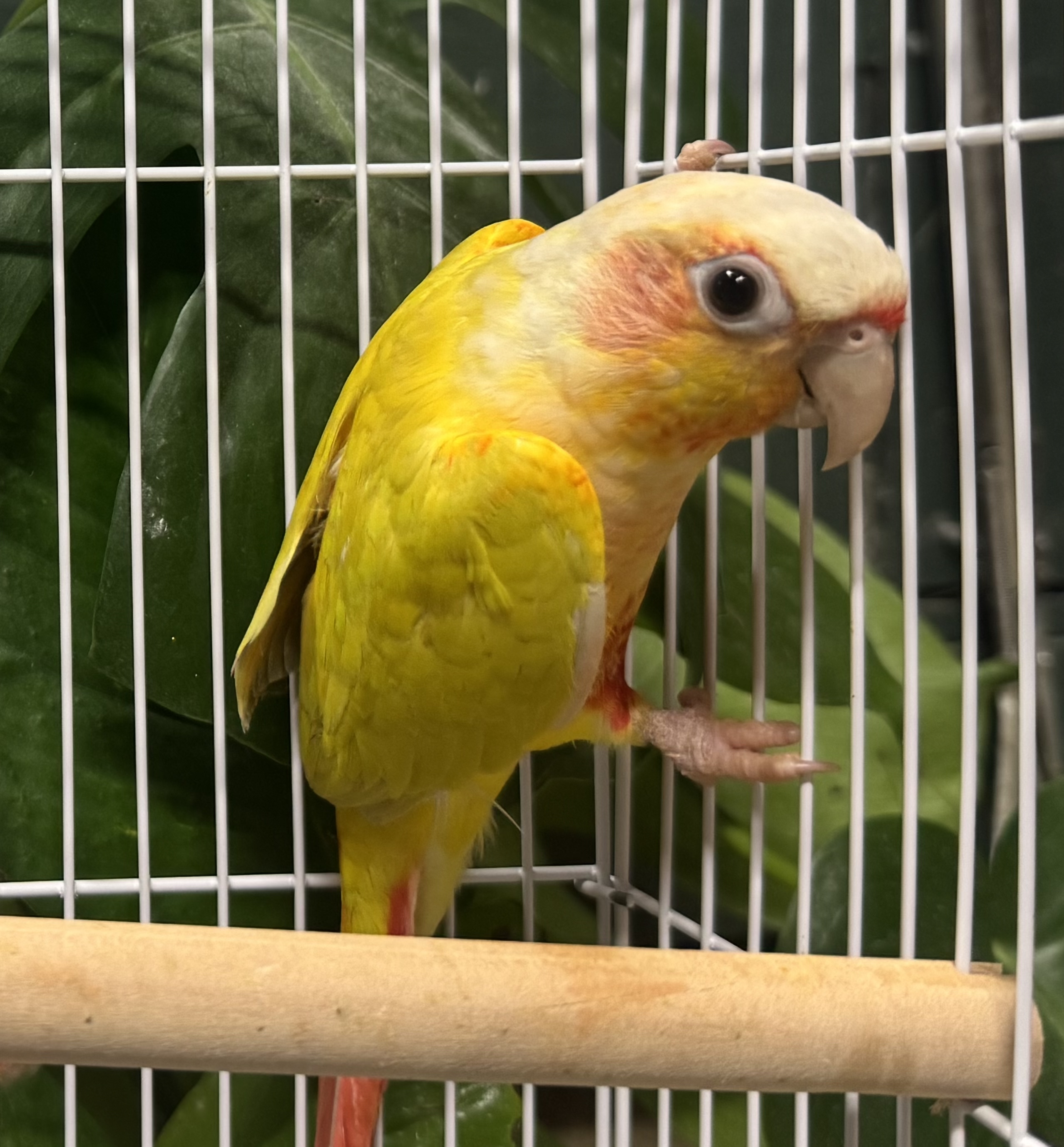 Sun Cheek Conure