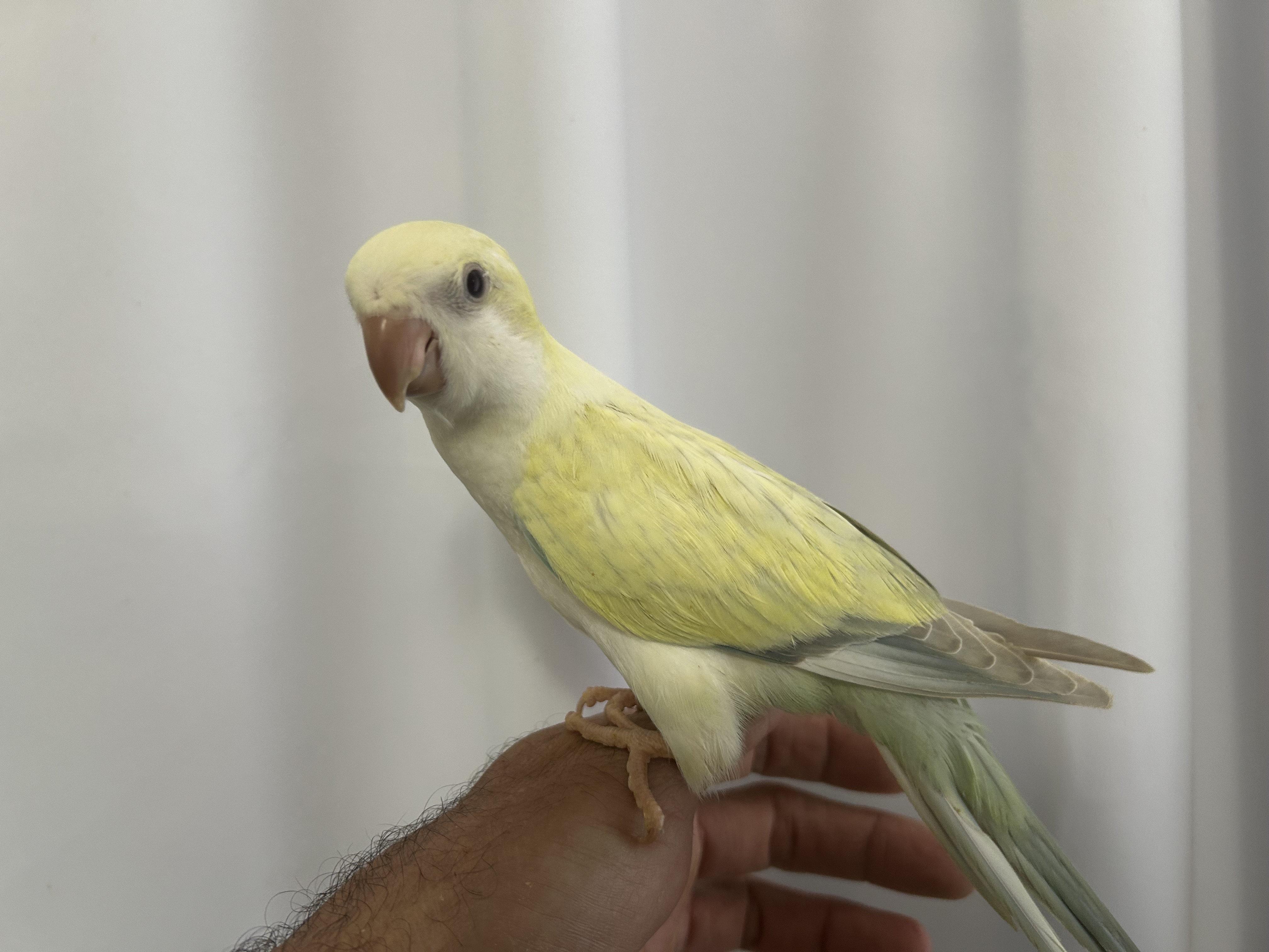 Turquoise Crossover Quaker Parrot