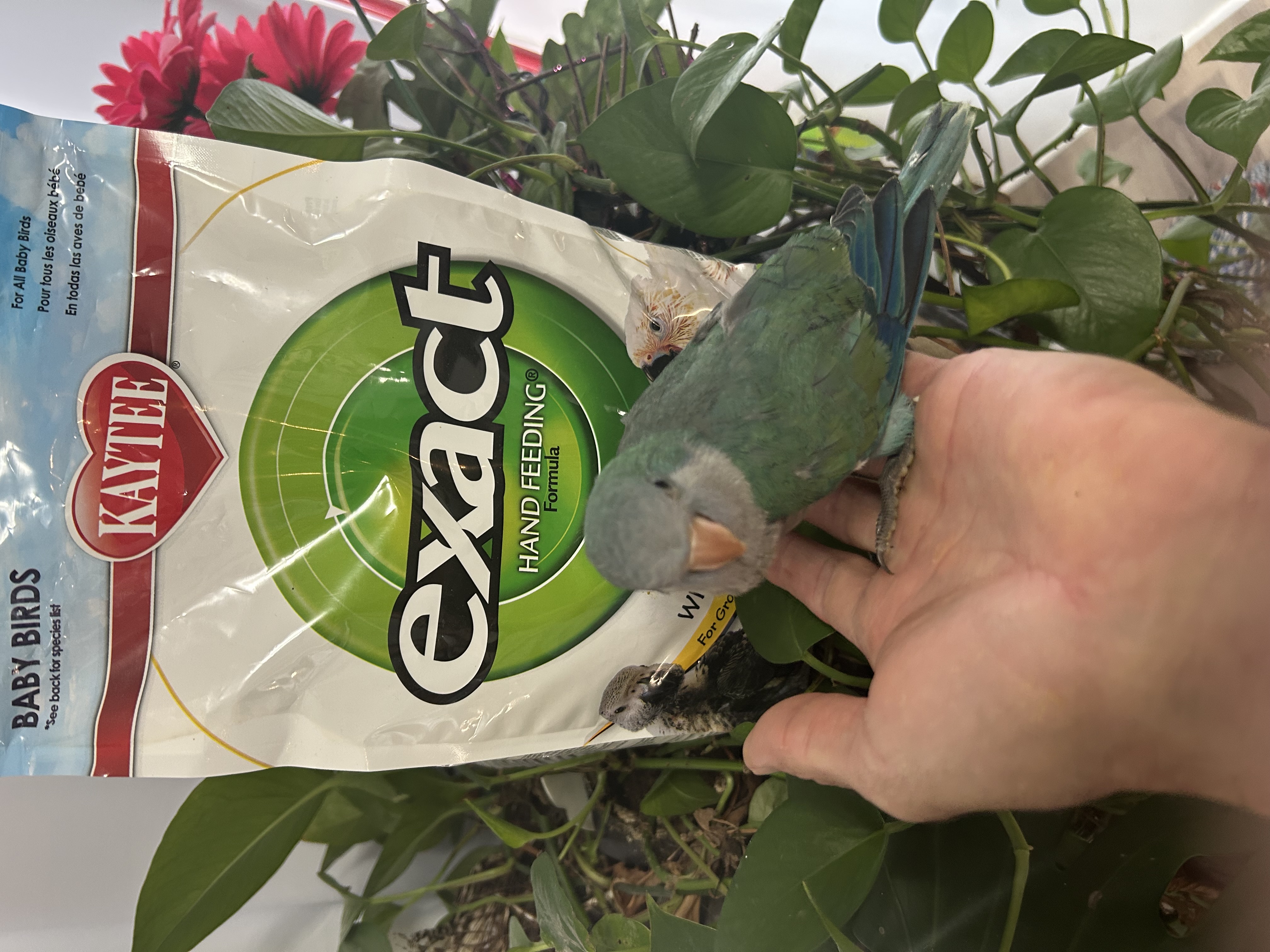 Blue Quaker Parrot
