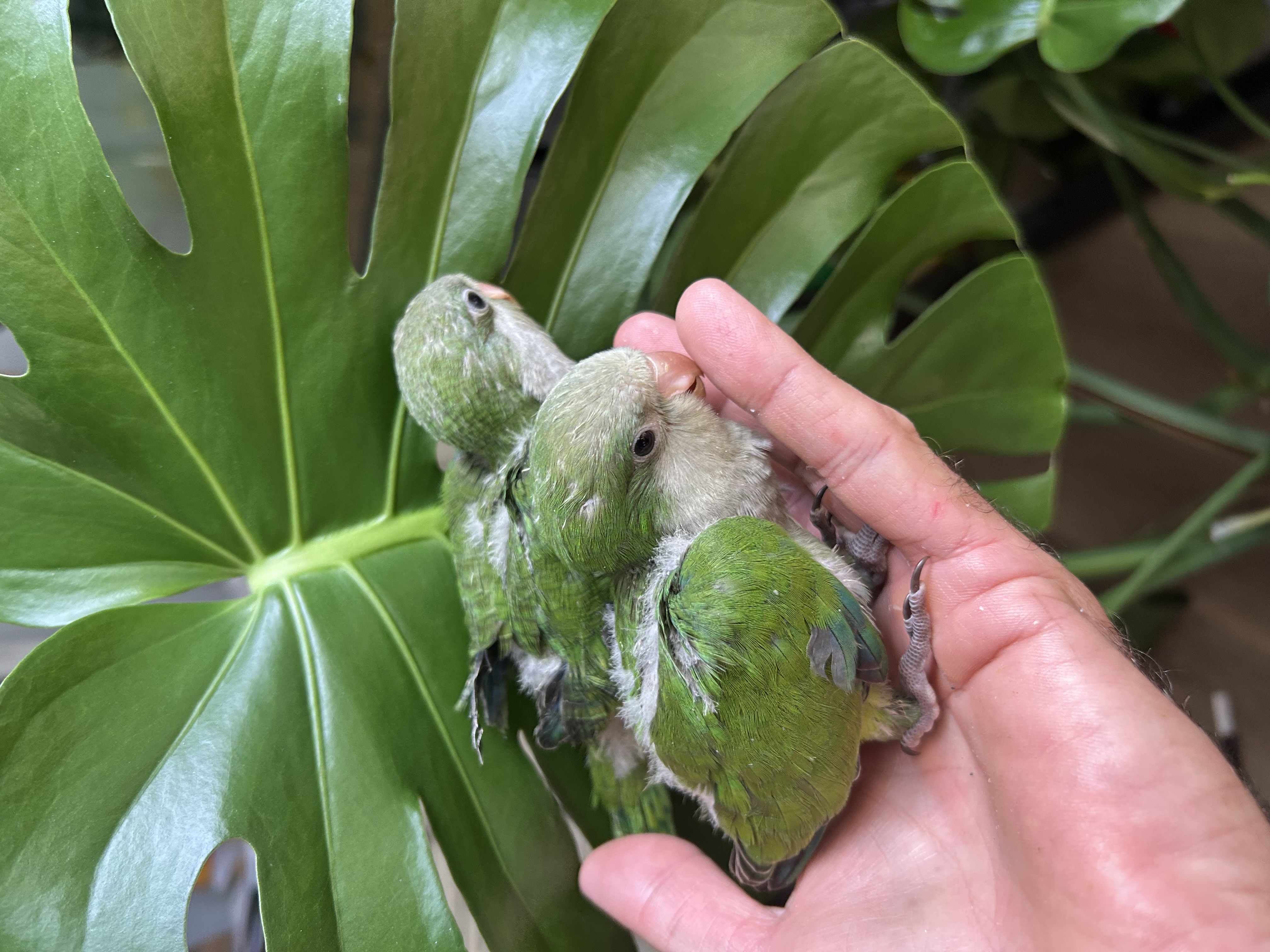 Baby Green Quaker Parrots