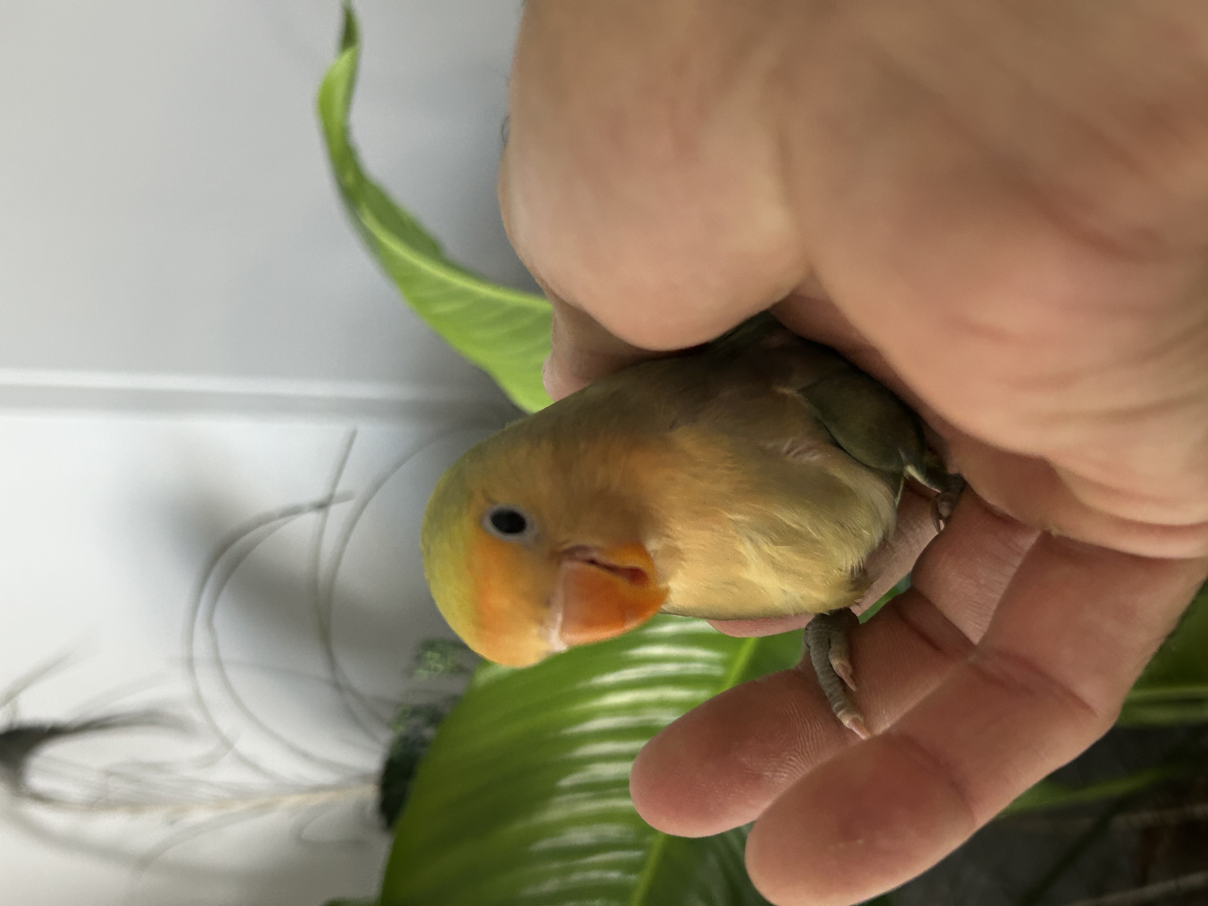 Hand Tame Baby Lovebirds 