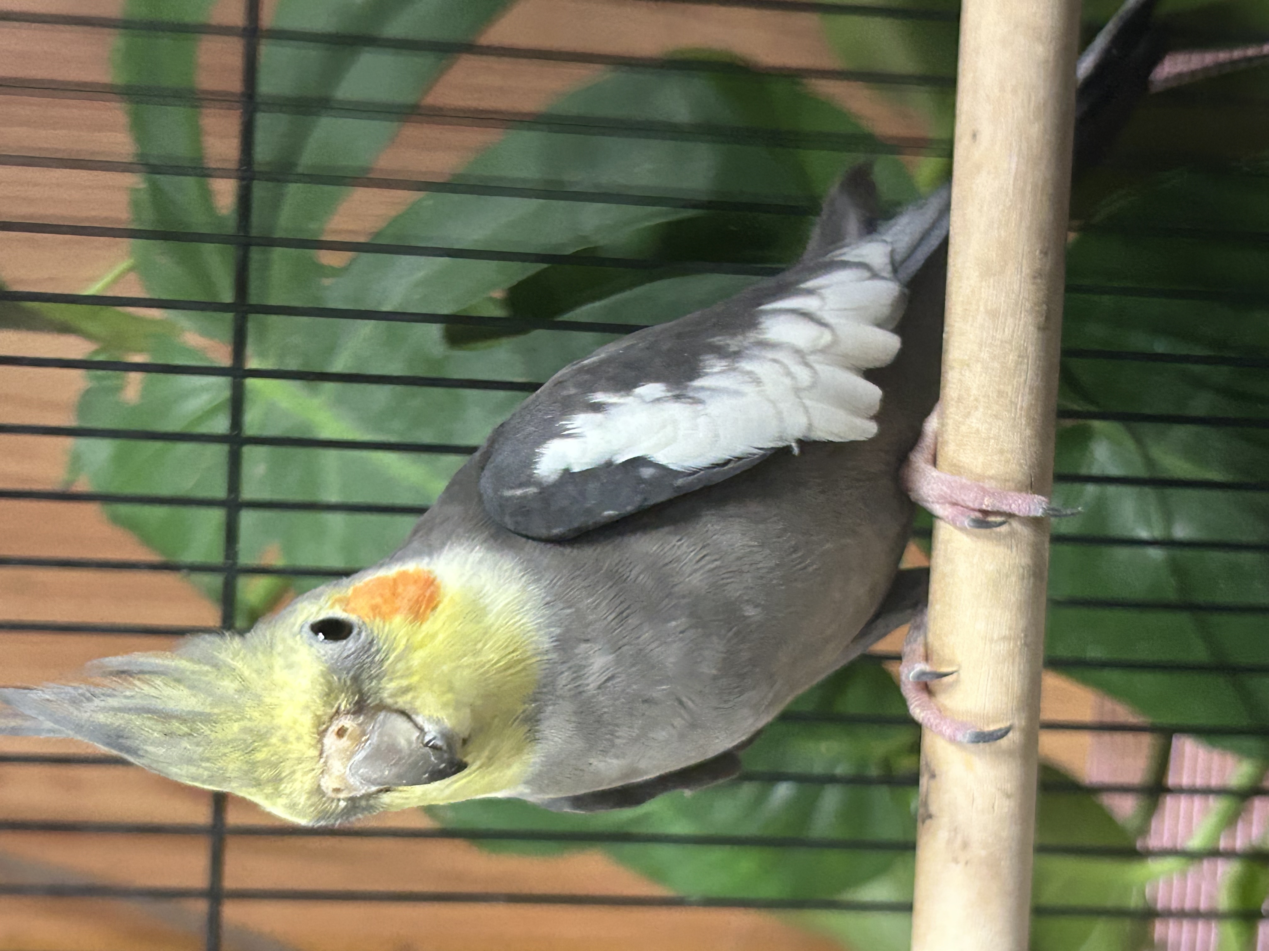 Cockatiels