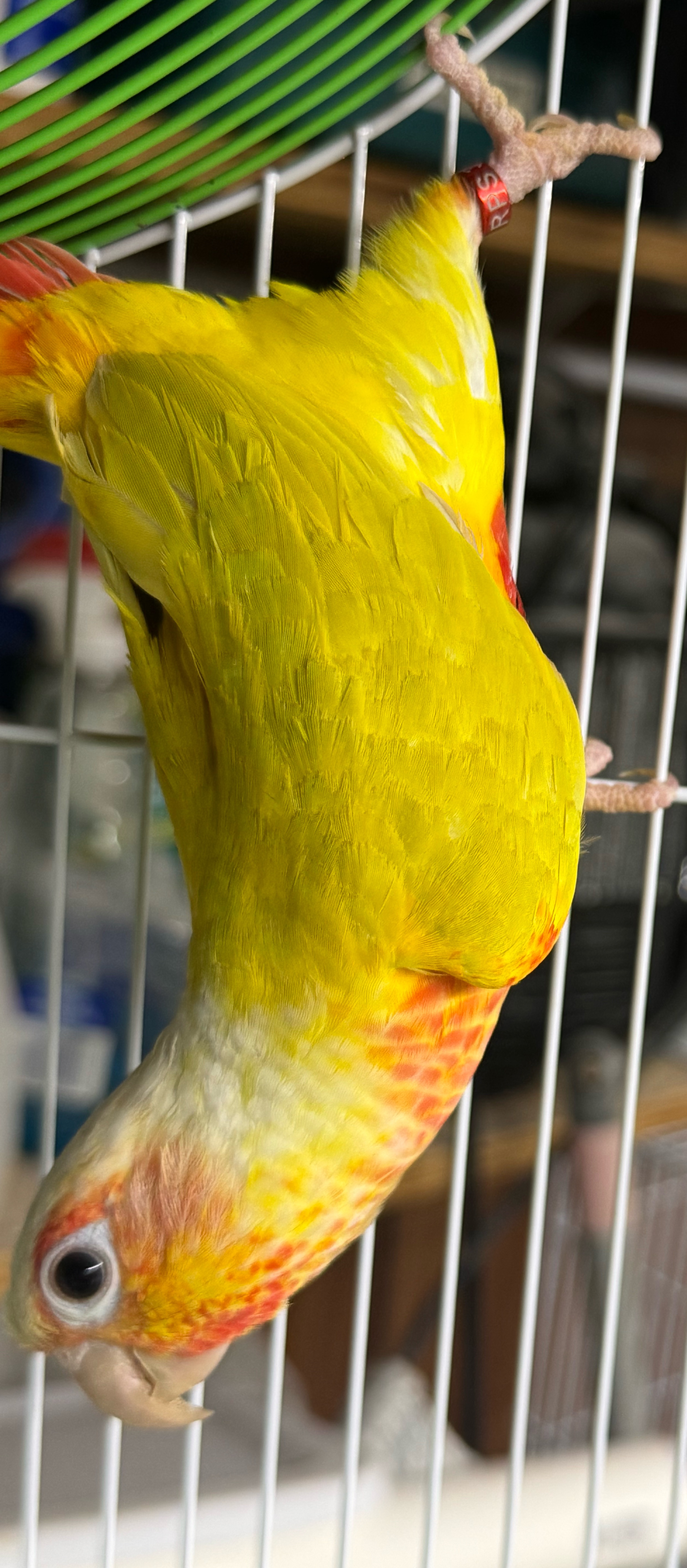 Sun Cheek Conure