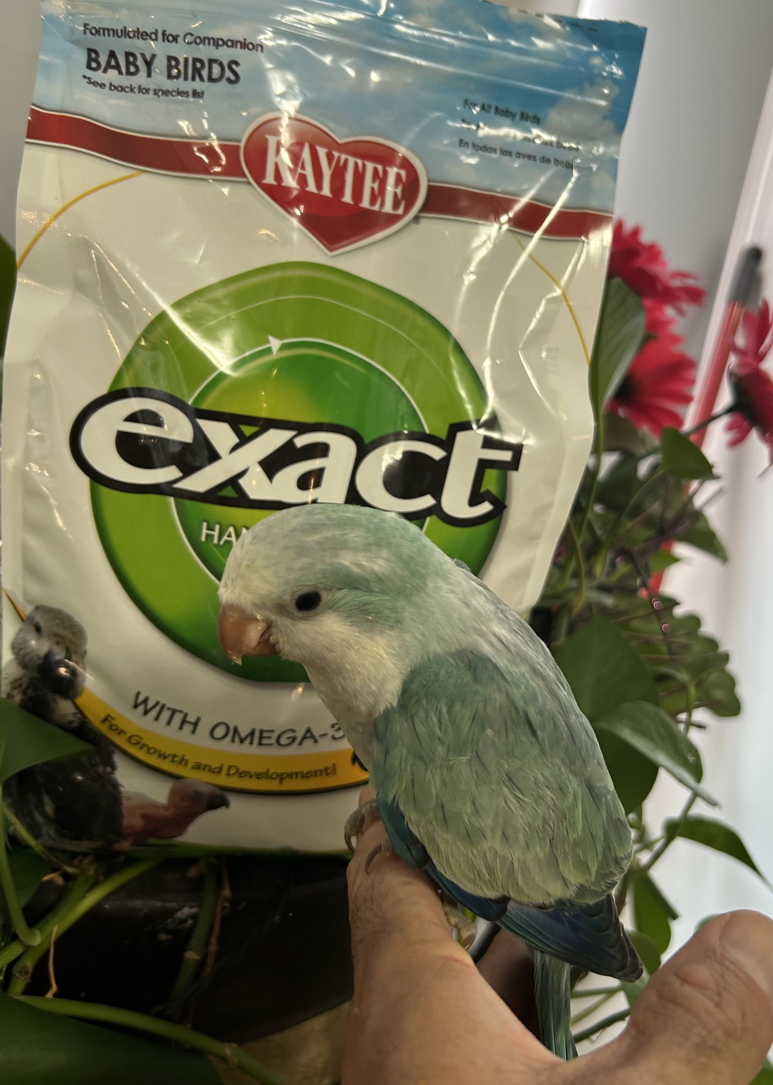 Blue Quaker Parrot