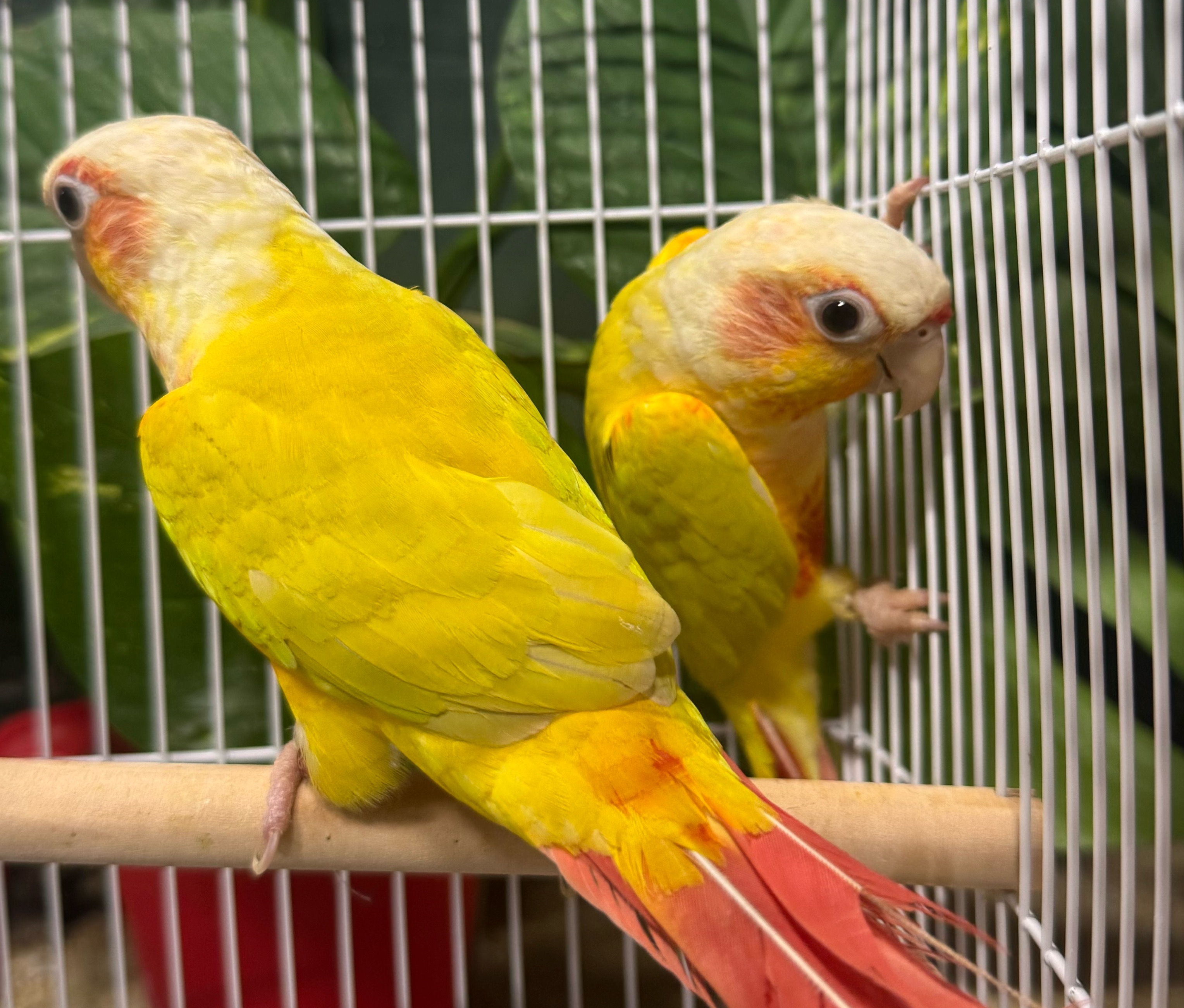Sun Cheek Conure