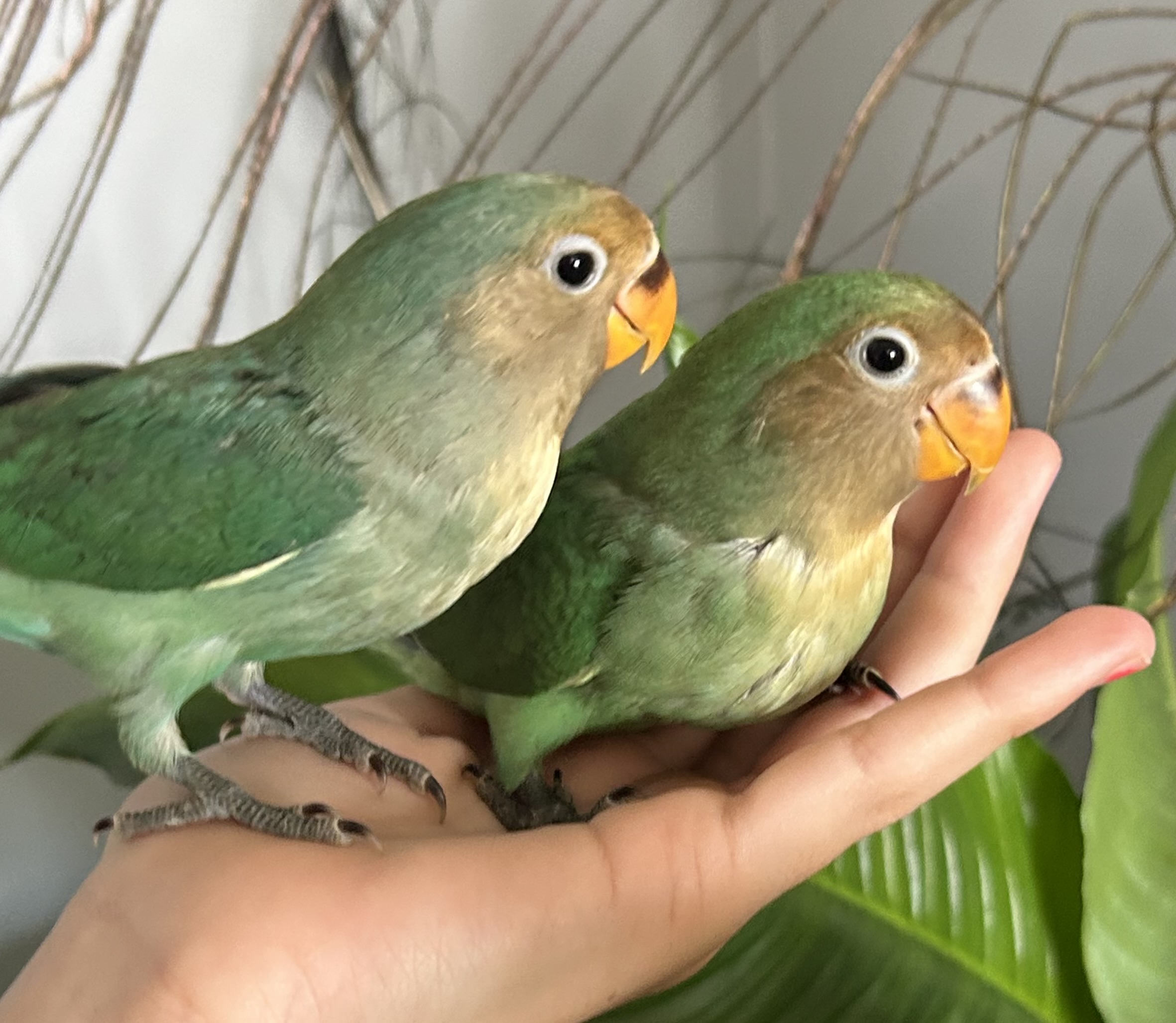 Hand Tame Baby Lovebirds 