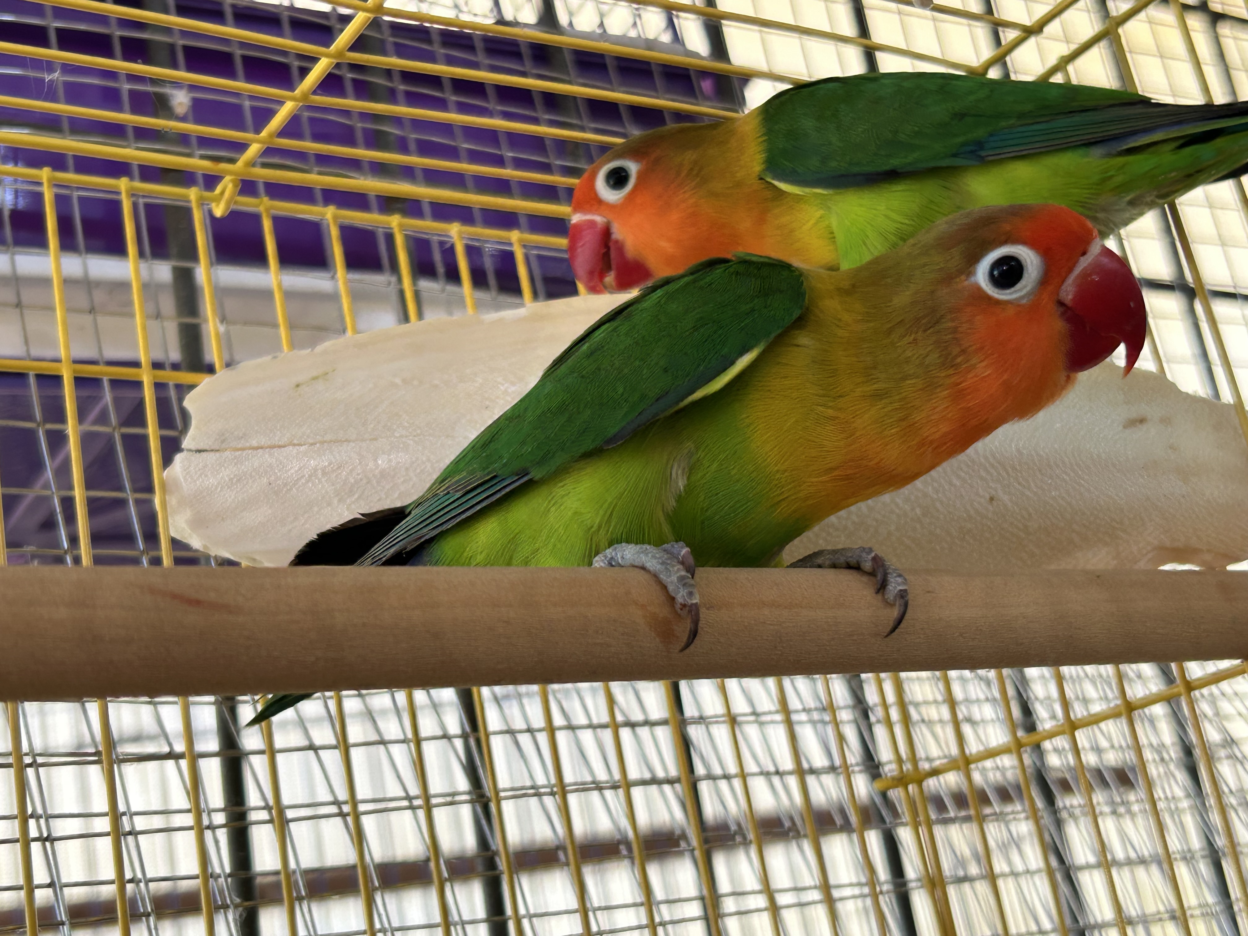 Fischer’s Lovebirds