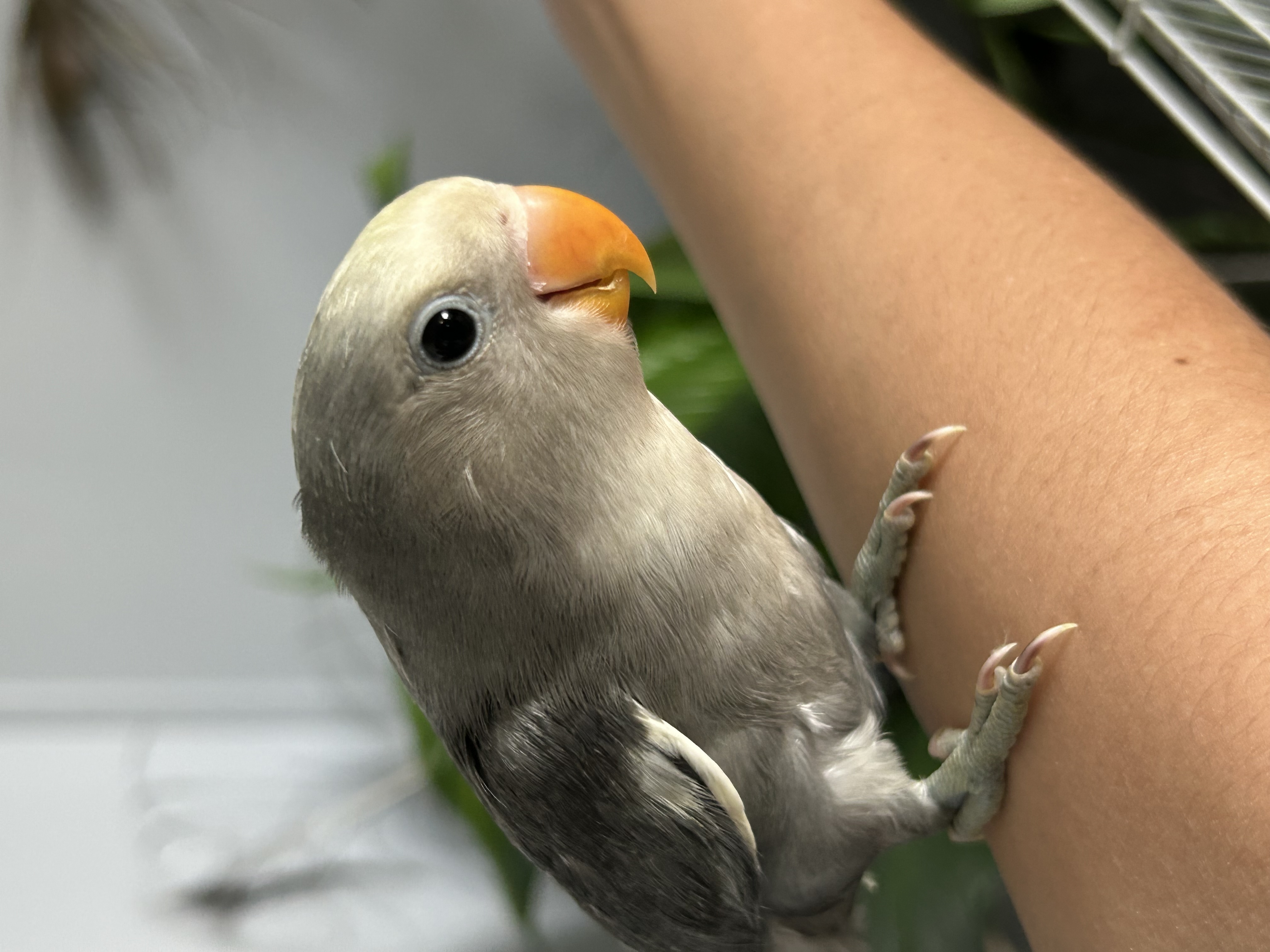 Hand Tame Baby Lovebirds 