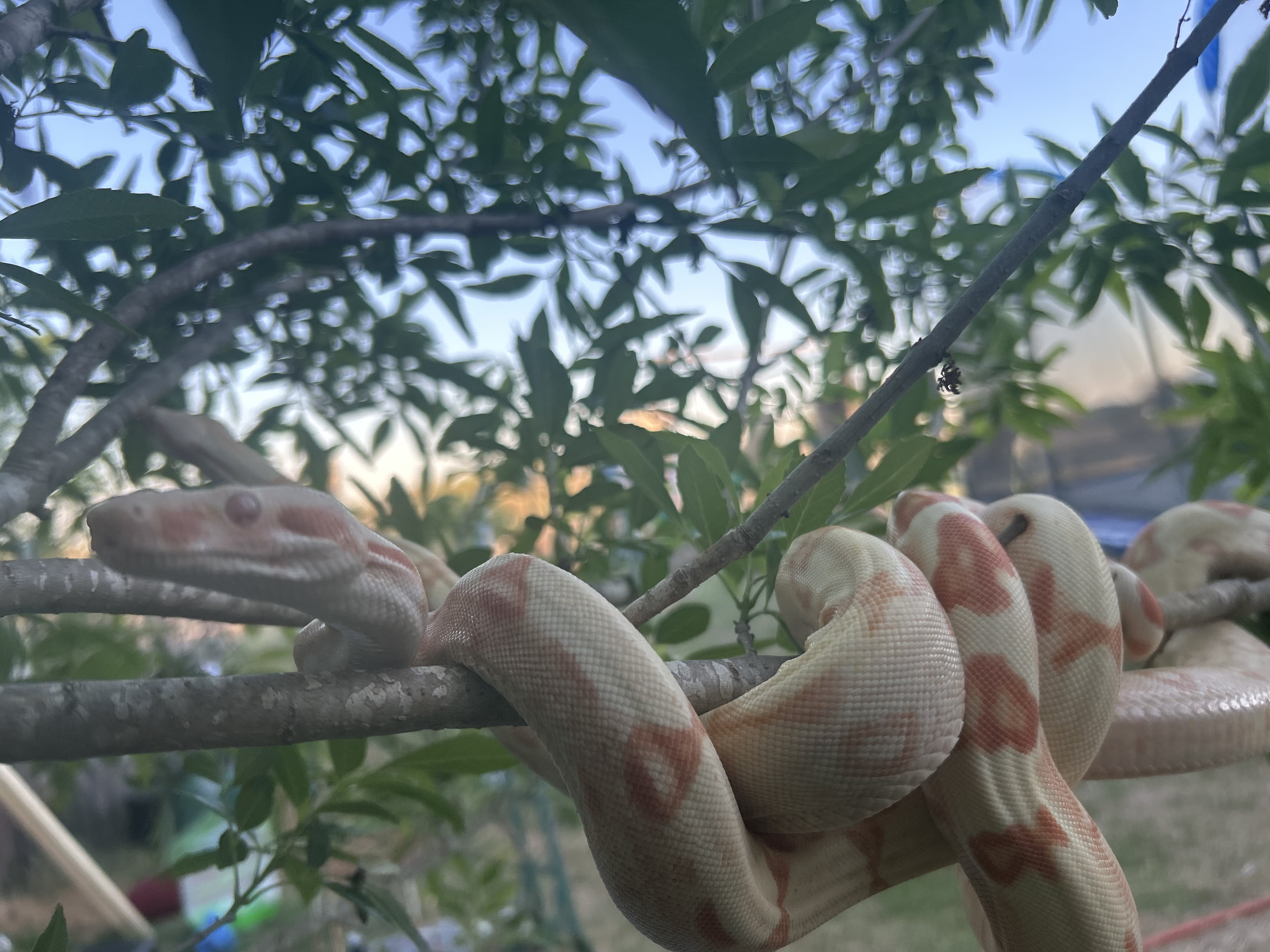 Albino & SunGlo Boas