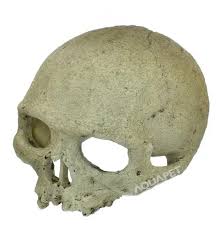 Human skull  size 14*12
