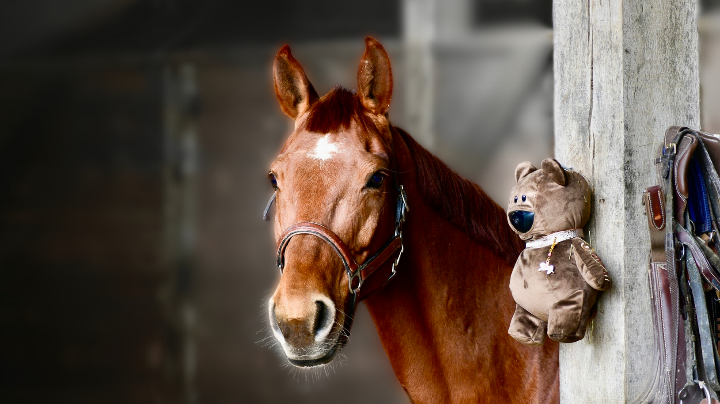 OSKKIO - caméra surveillance 