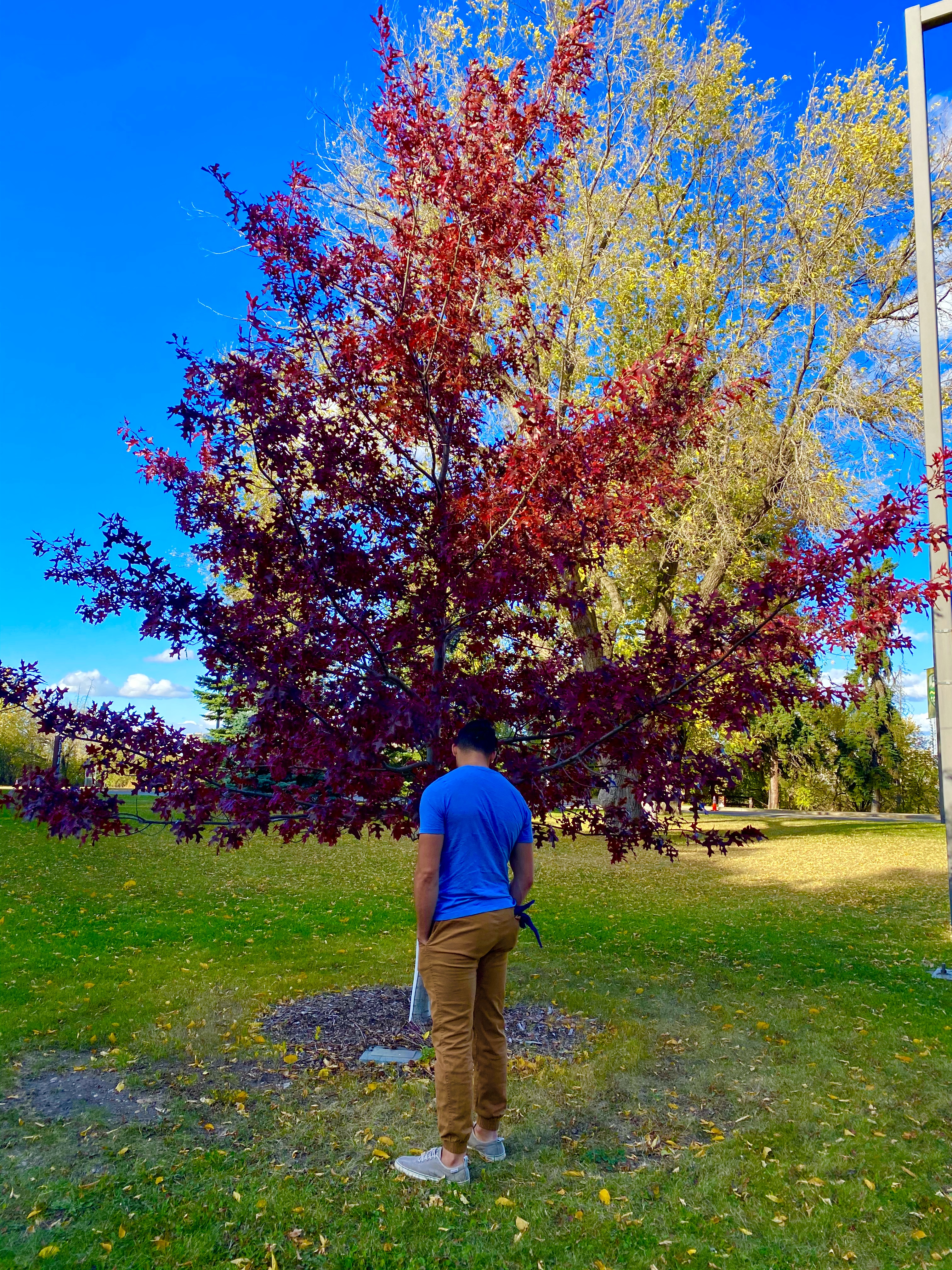 Oak - Shooting Star Northern Pin