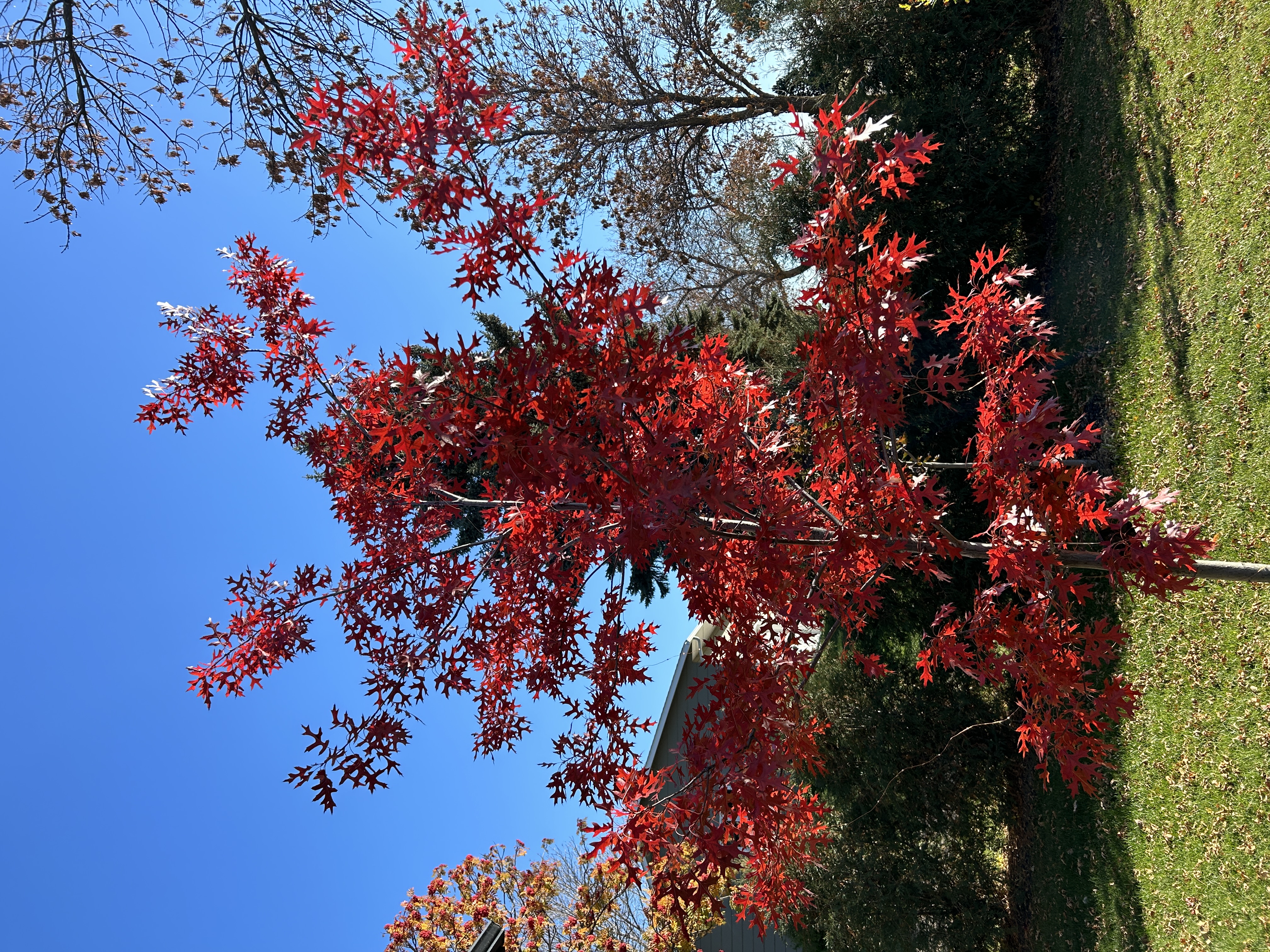 Oak - Shooting Star Northern Pin