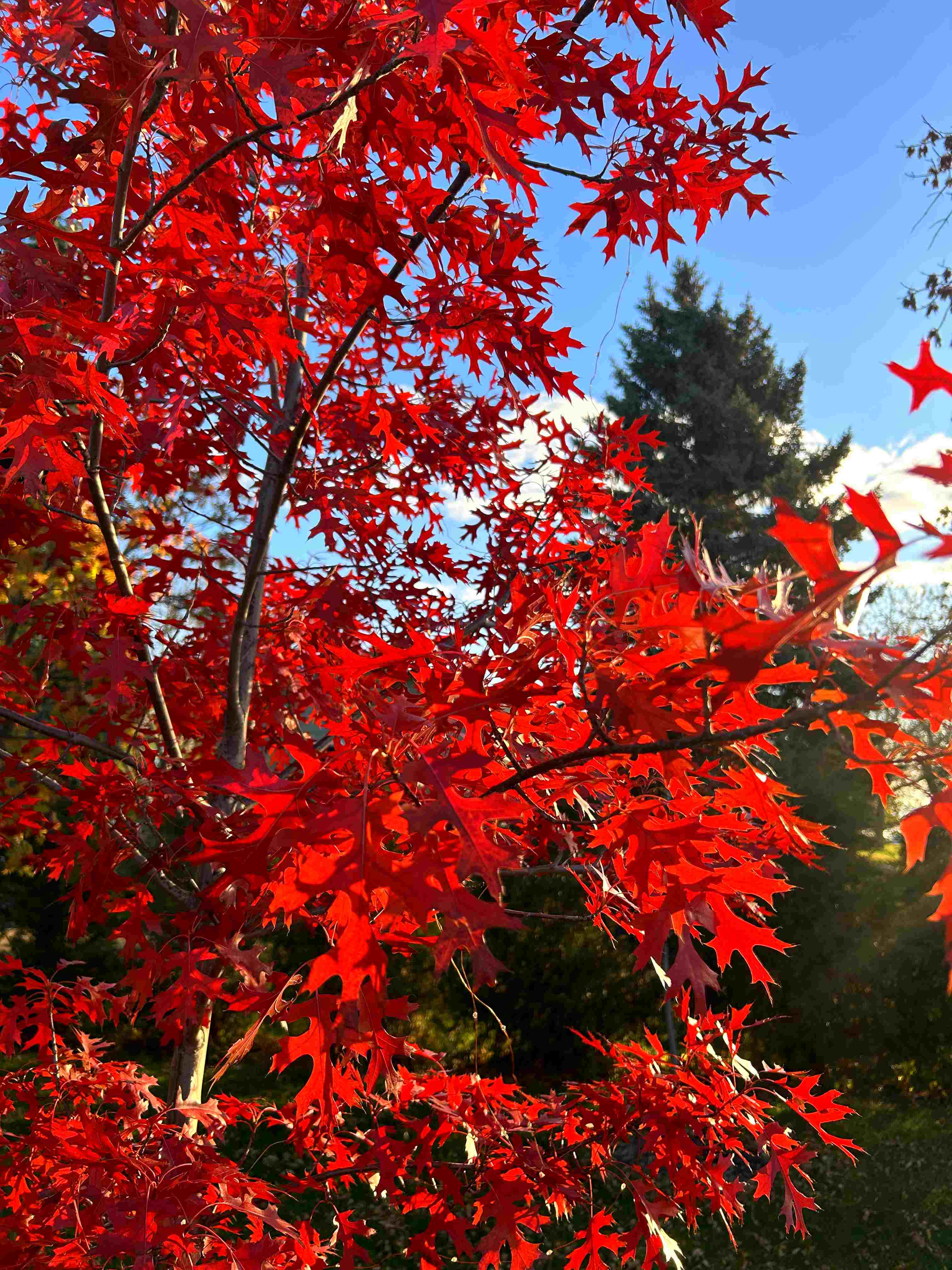 Oak - Shooting Star Northern Pin