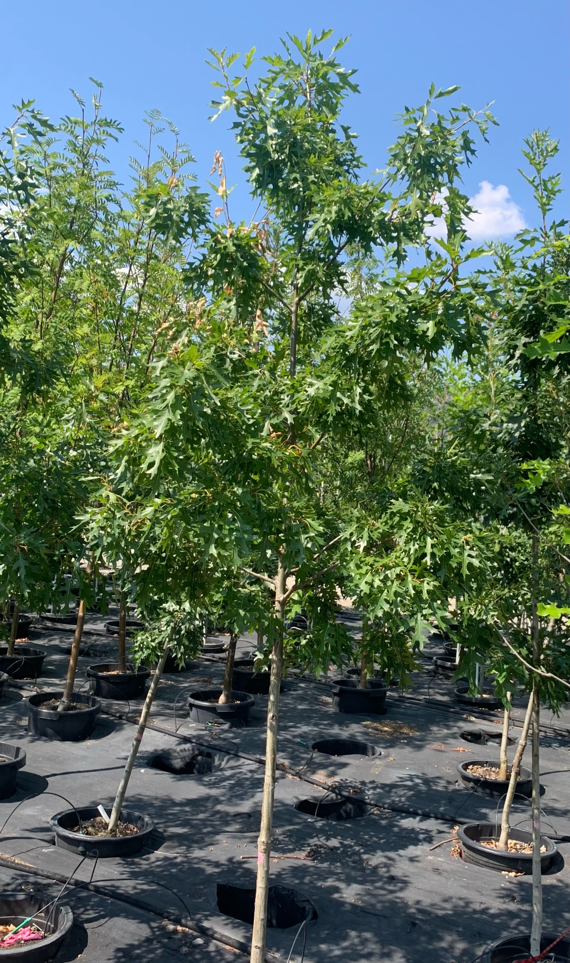 Oak - Shooting Star Northern Pin