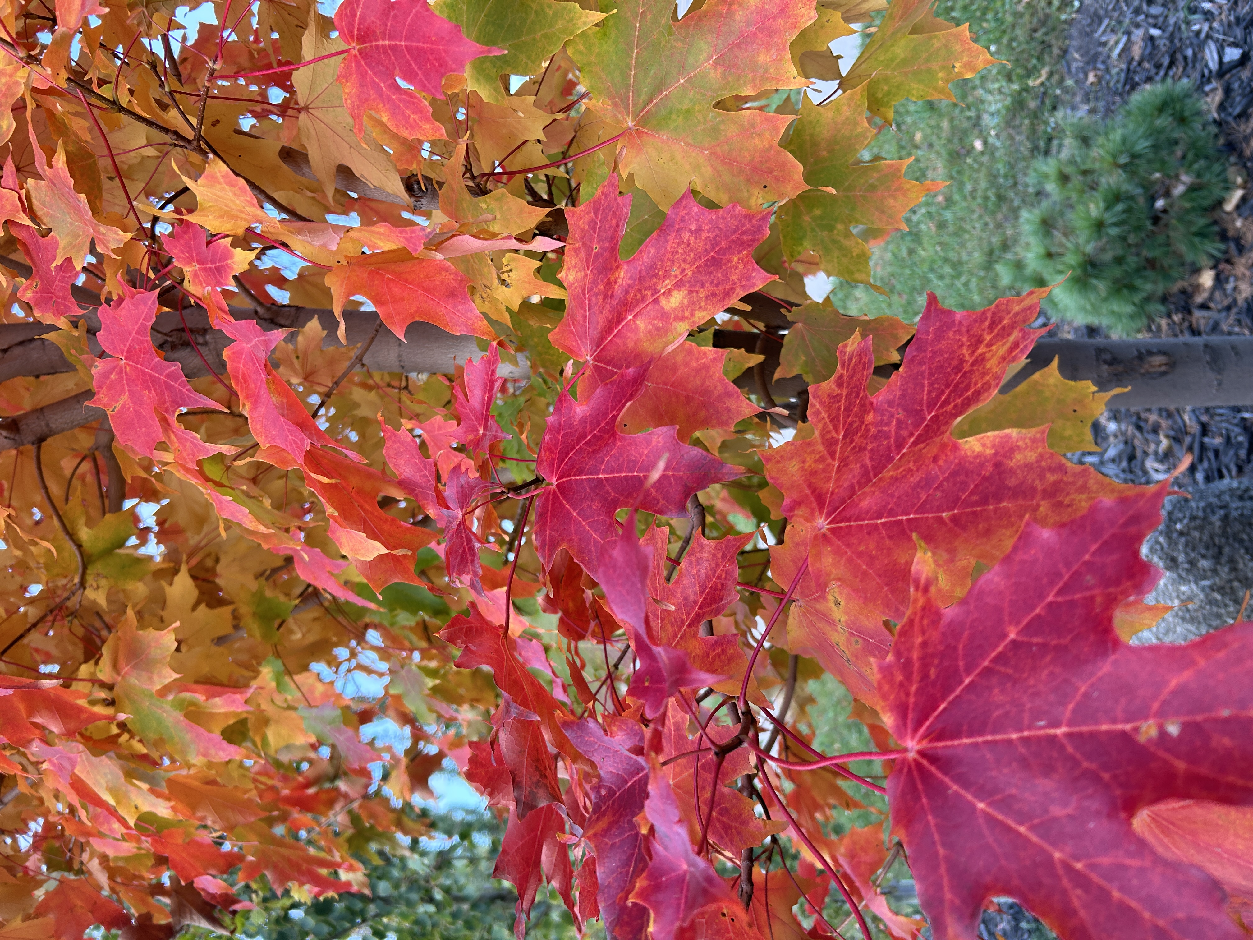 Maple - Inferno Sugar  (August Delivery)