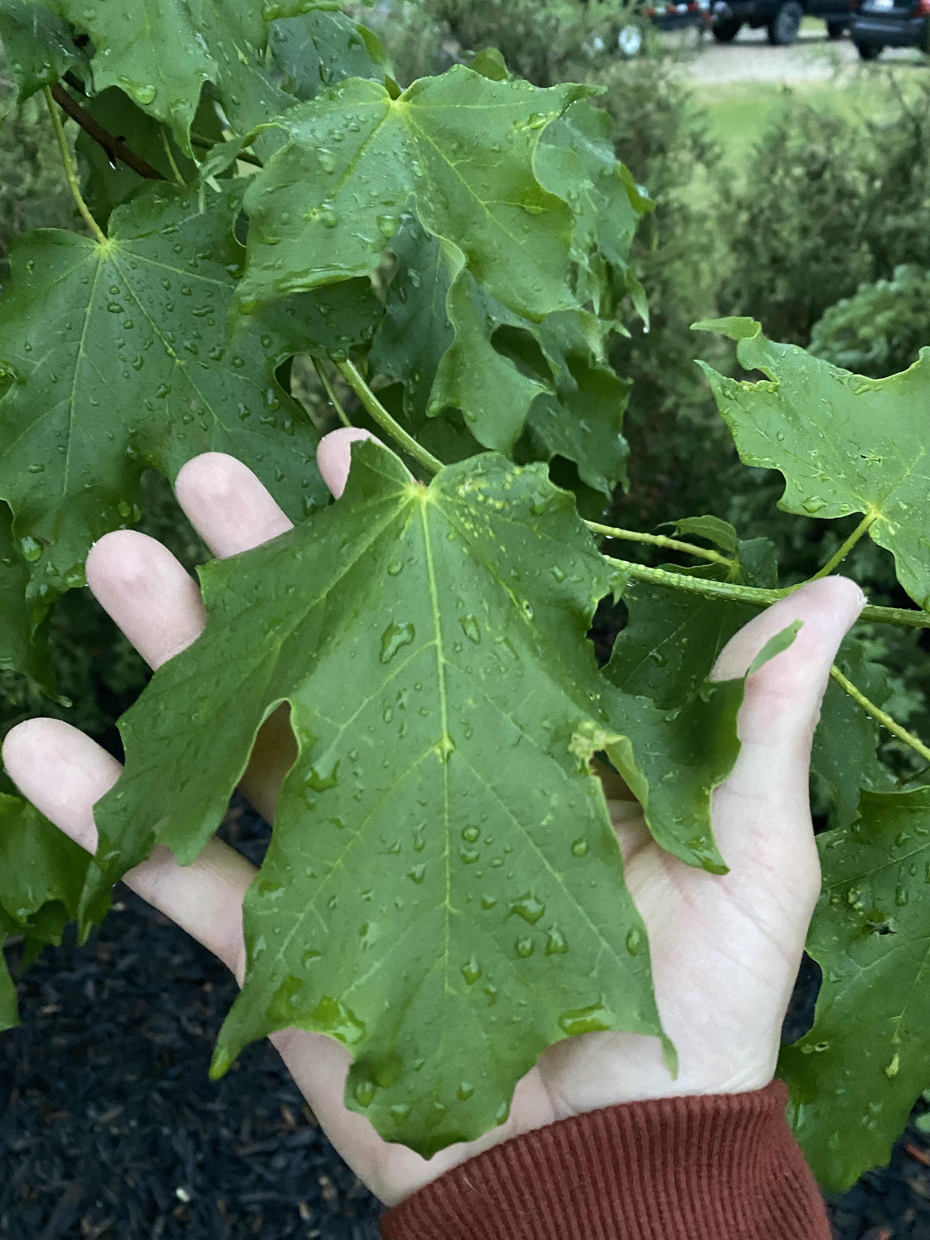 Maple - Inferno Sugar  (August Delivery)