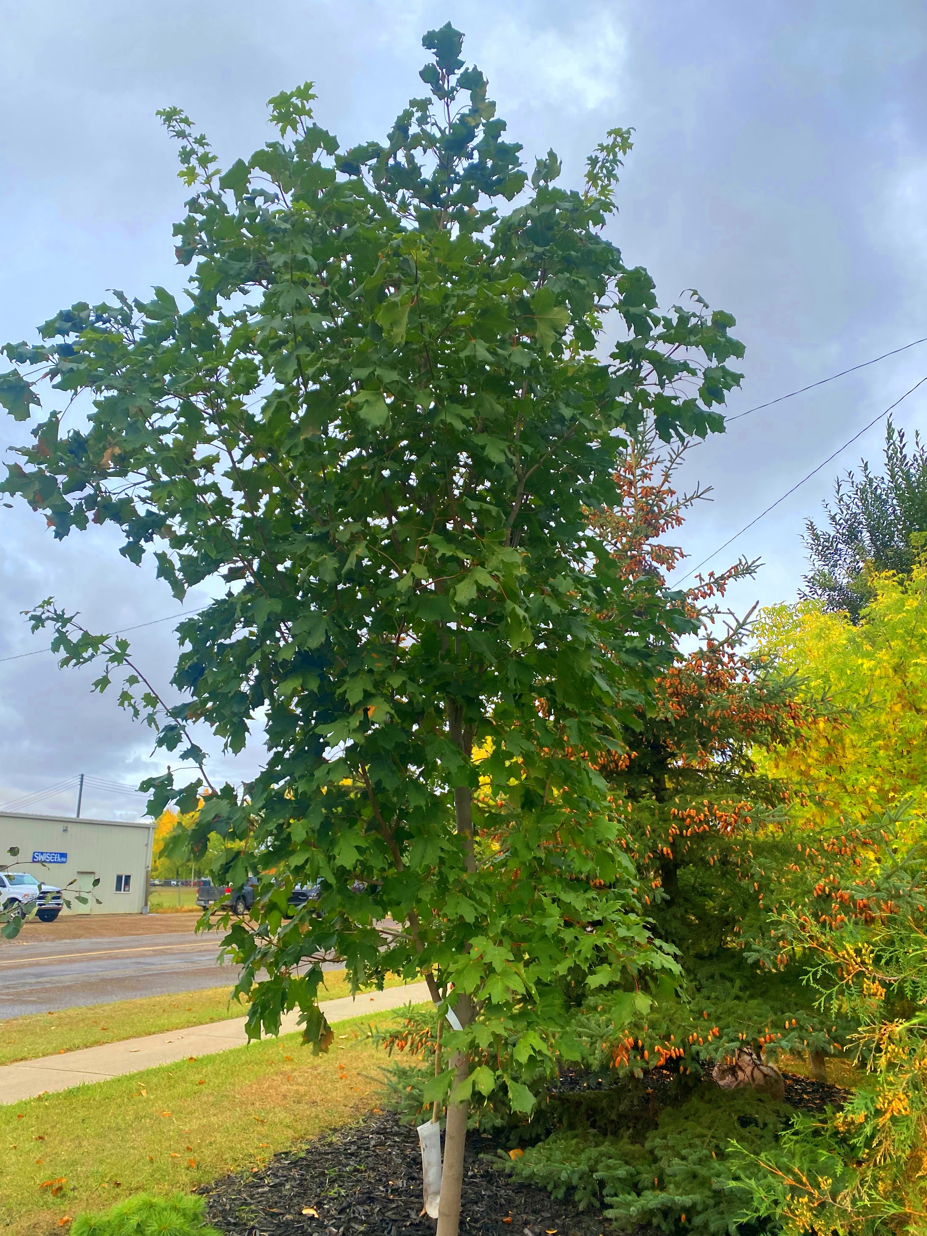 Maple - Inferno Sugar  (August Delivery)