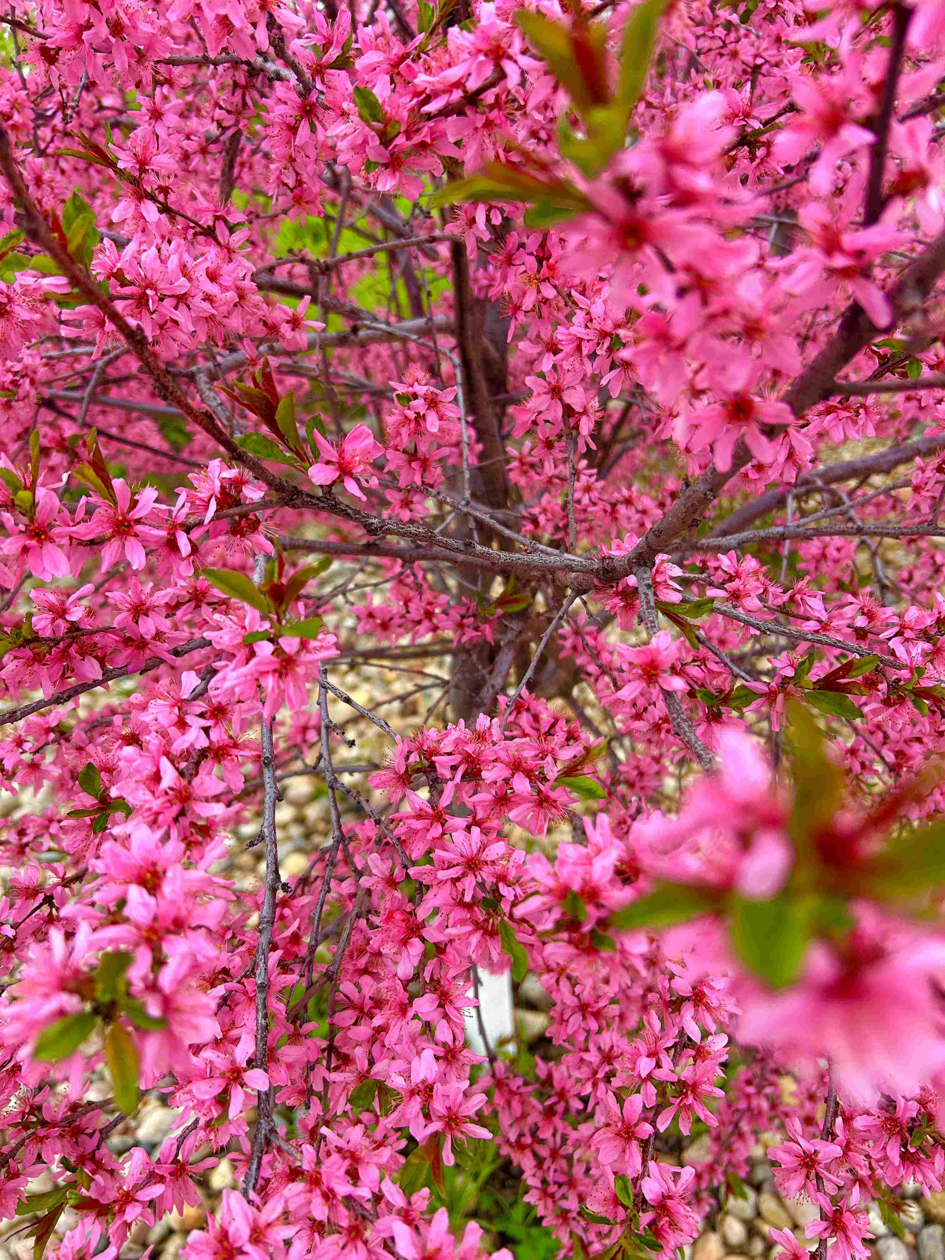 Ornamental Plum - Muckle 