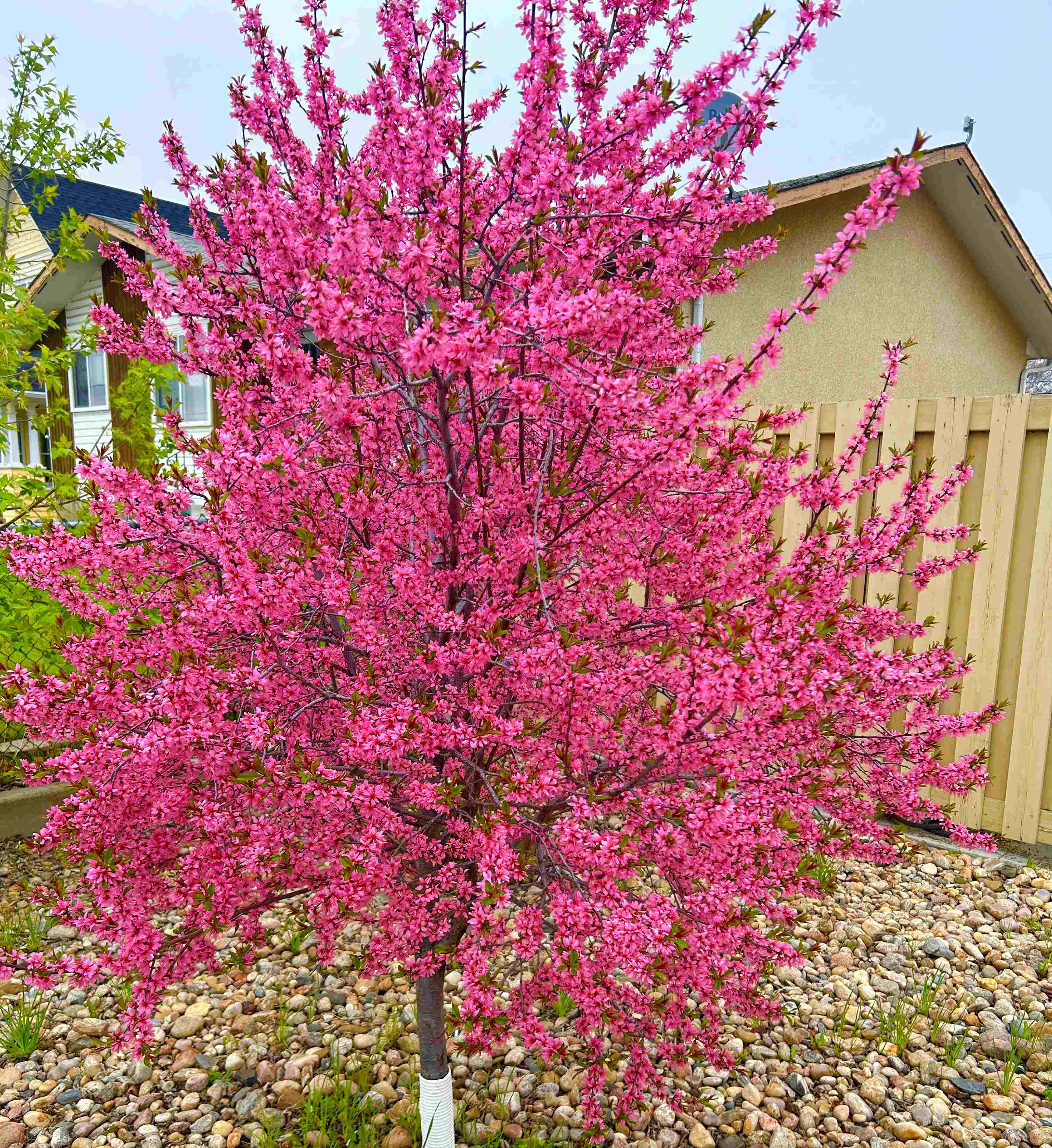 Ornamental Plum - Muckle