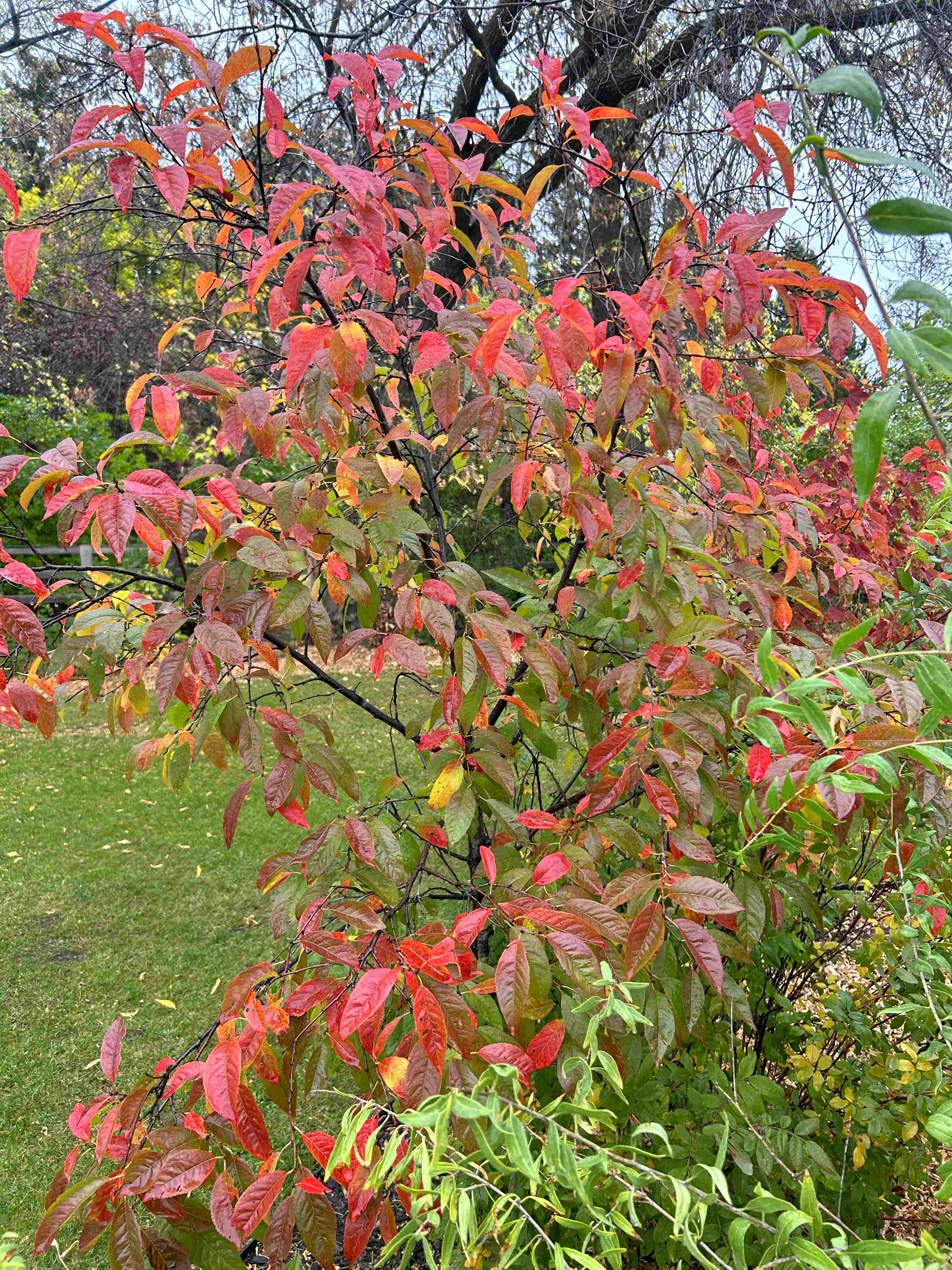 Ornamental Plum - Muckle 