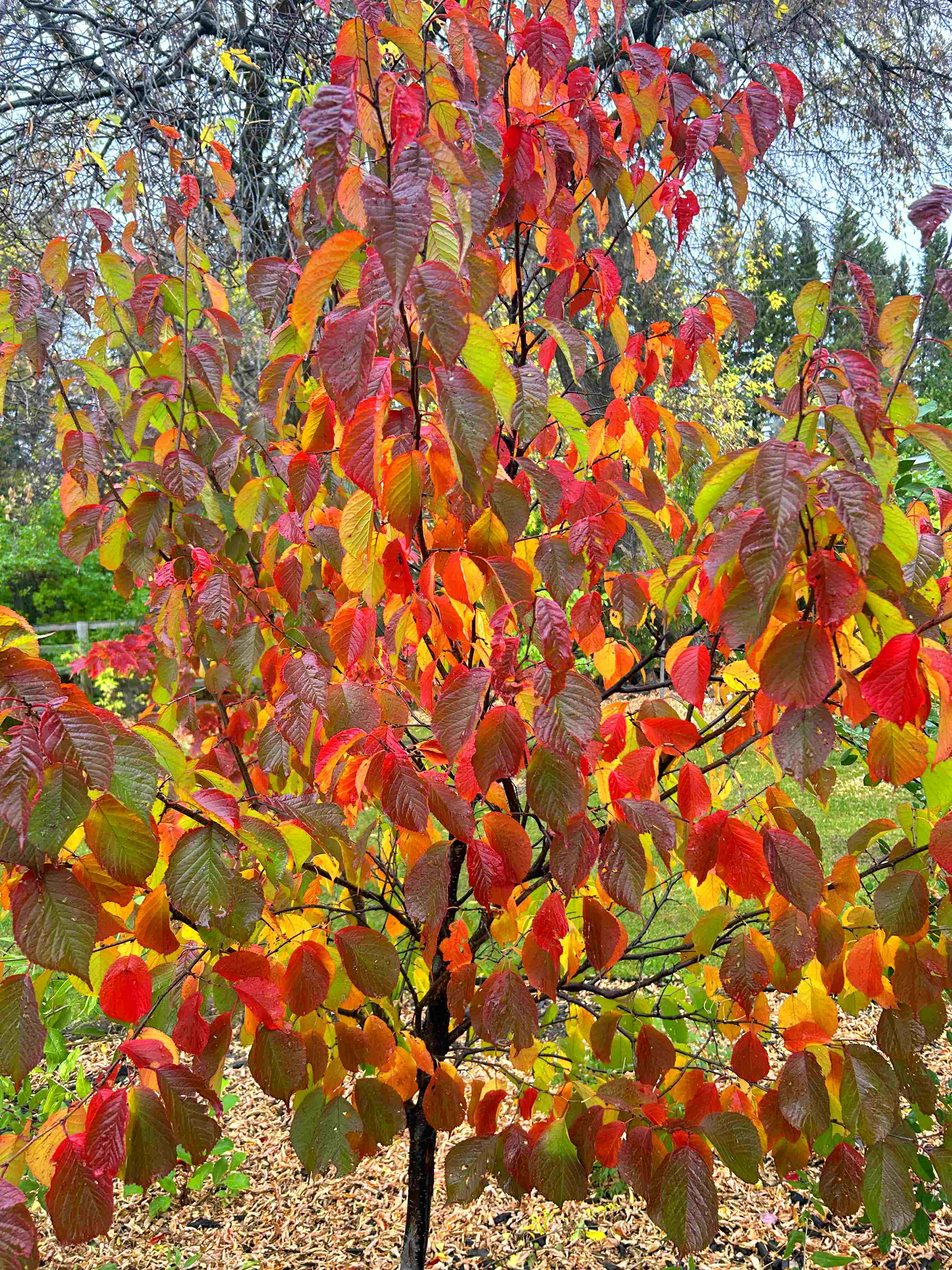 Ornamental Plum - Princess Kay 