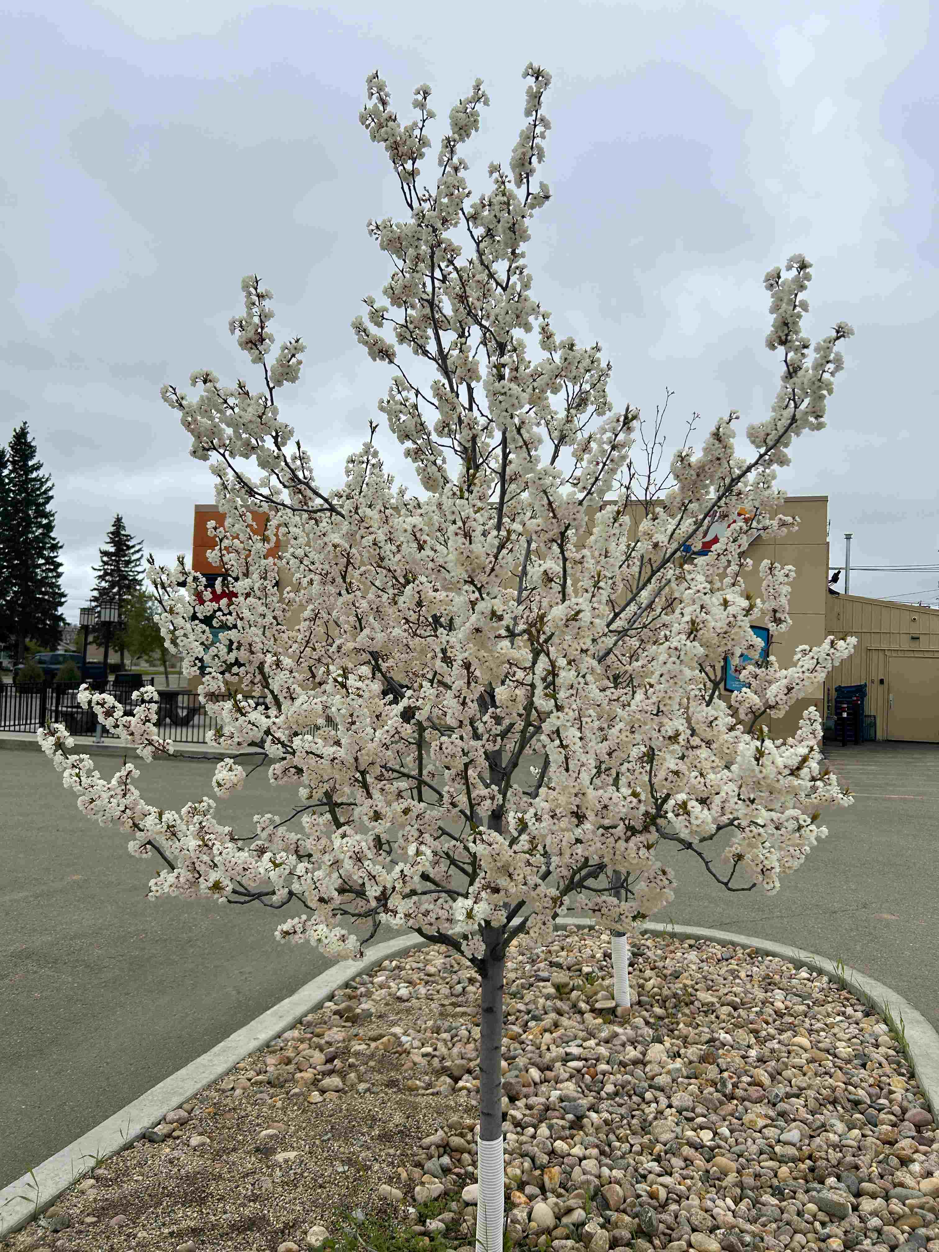 Ornamental Plum - Princess Kay 