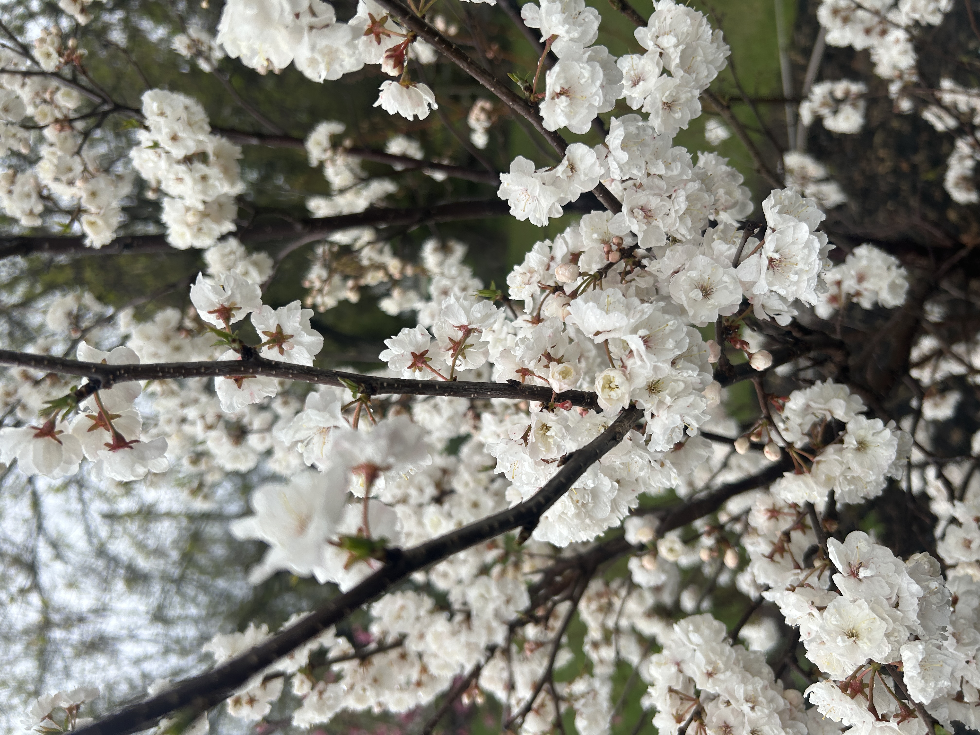 Ornamental Plum - Princess Kay 