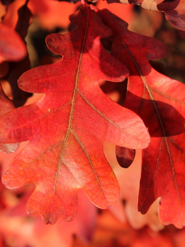 Oak - Crimson Spire™ 