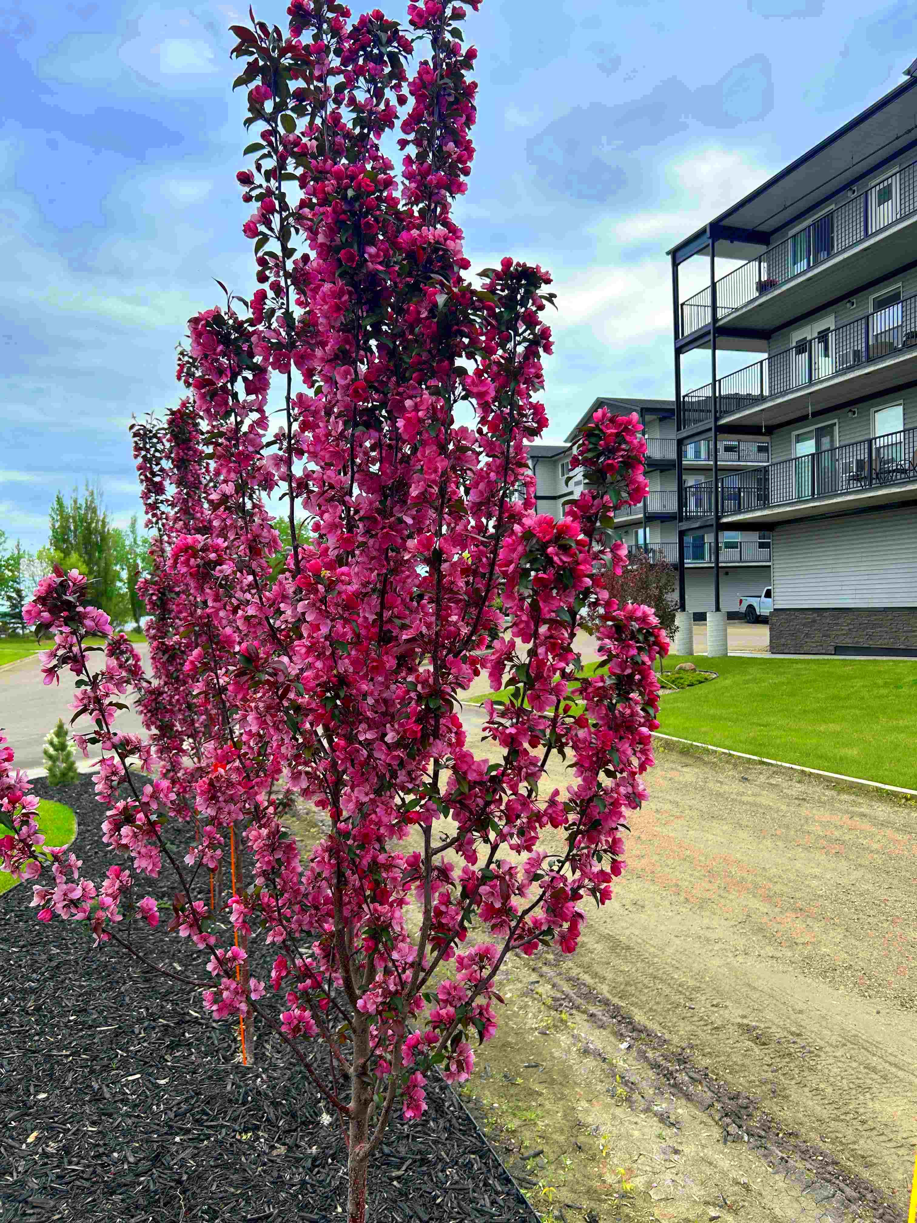 Crabapple - Gladiator 