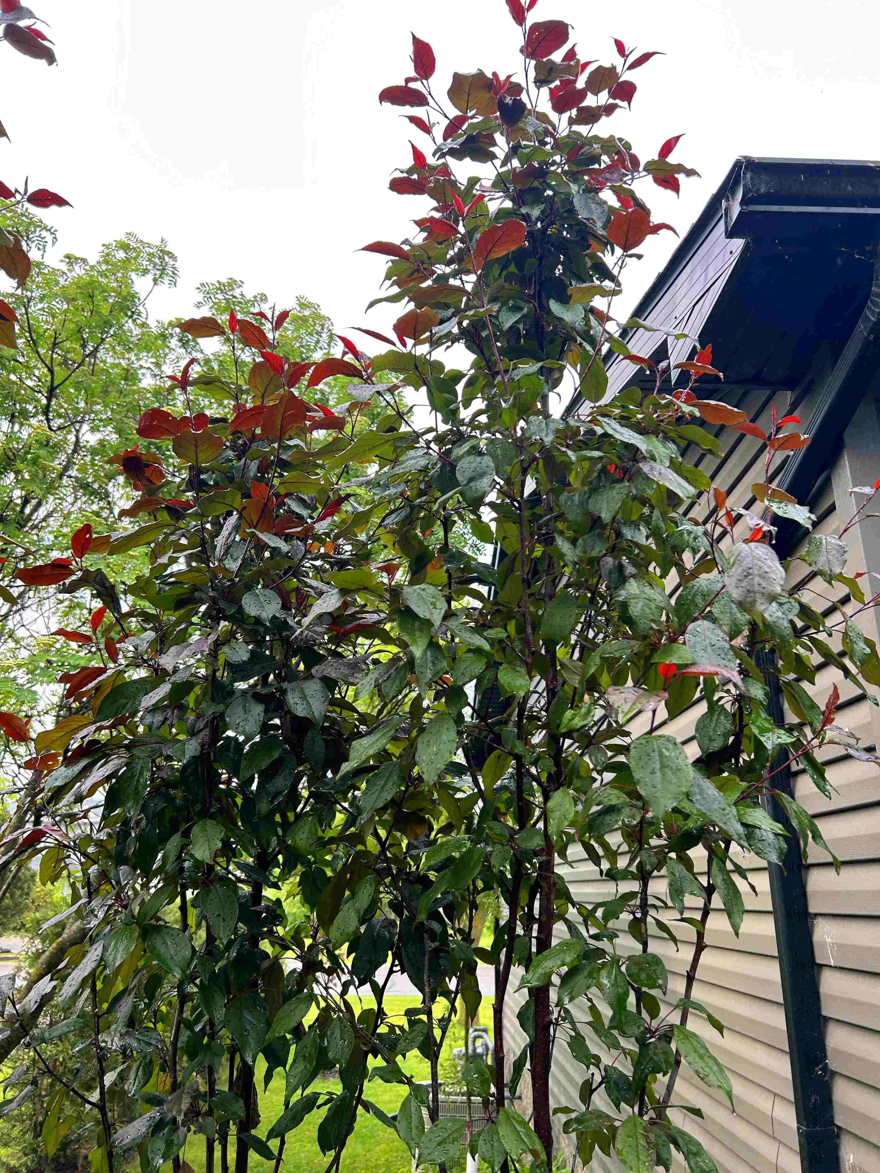 Crabapple - Gladiator 