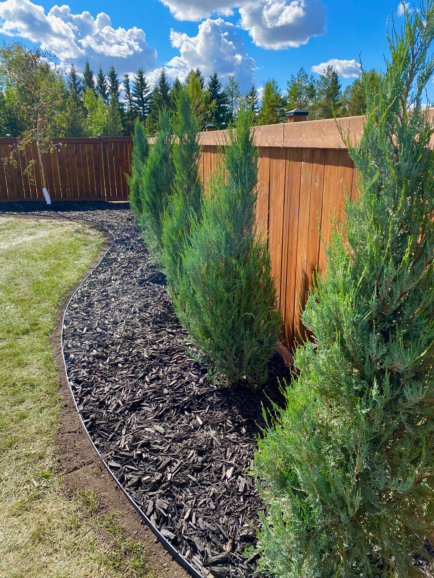 Juniper (Upright) - Blue Arrow