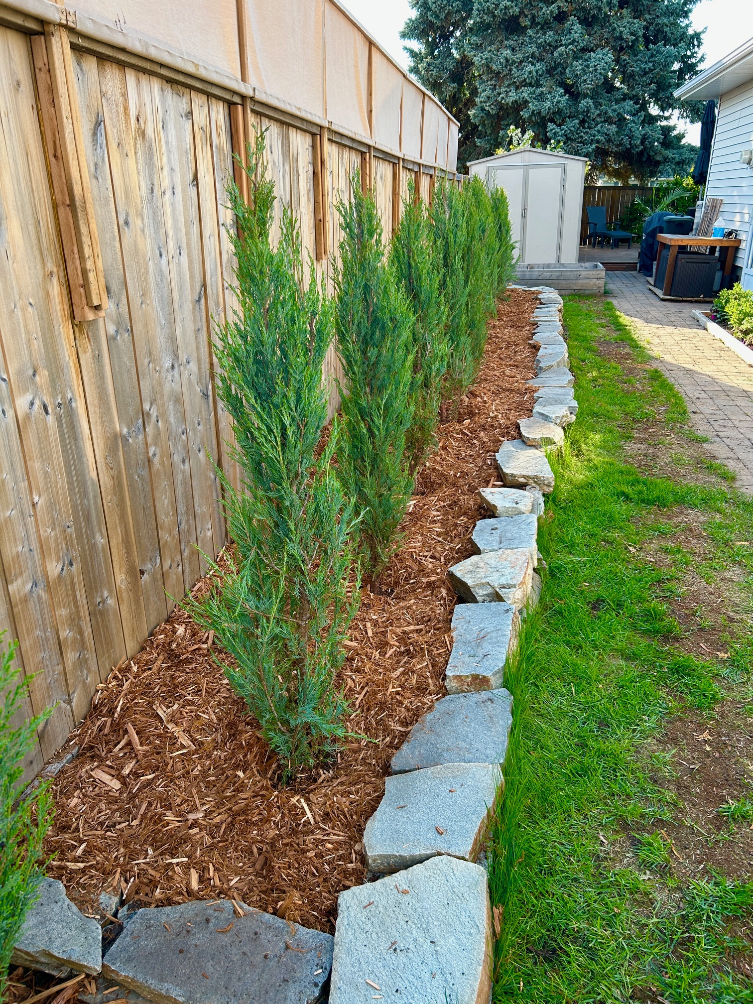 Juniper (Upright) - Blue Arrow