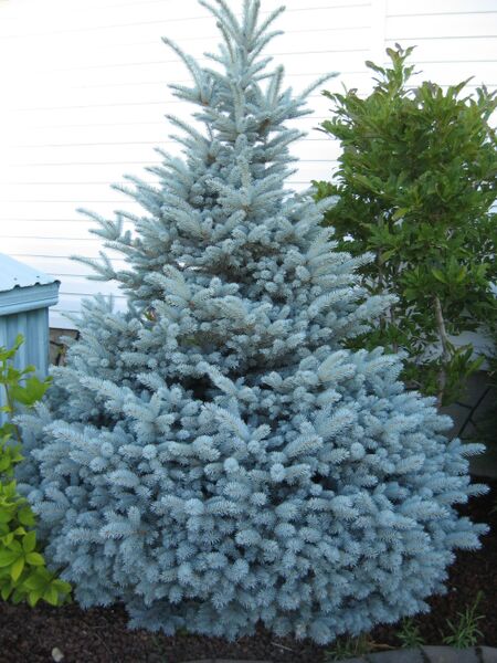 Spruce - Montgomery Colorado Blue