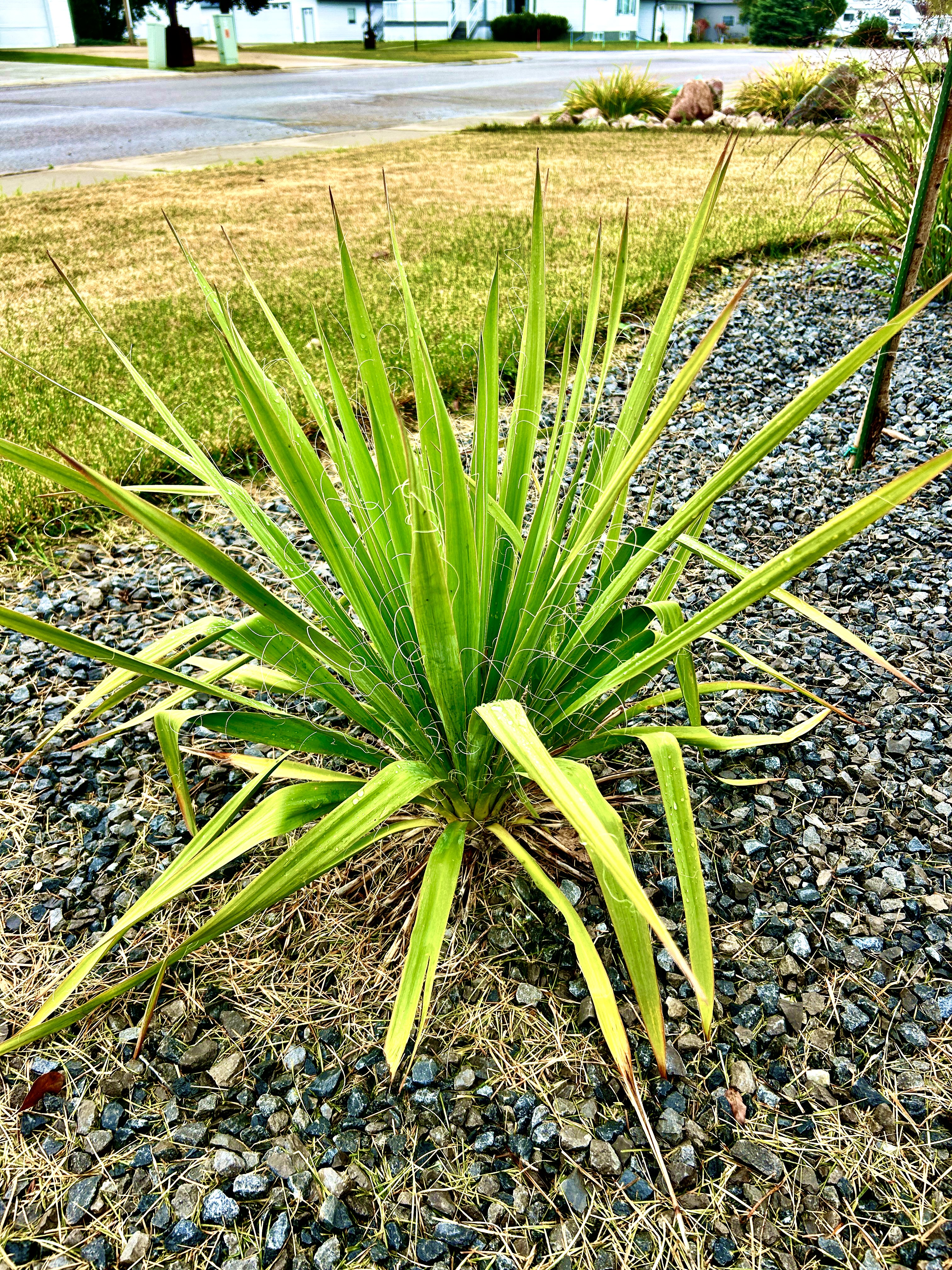 Yucca Filamentosa *July Crop*